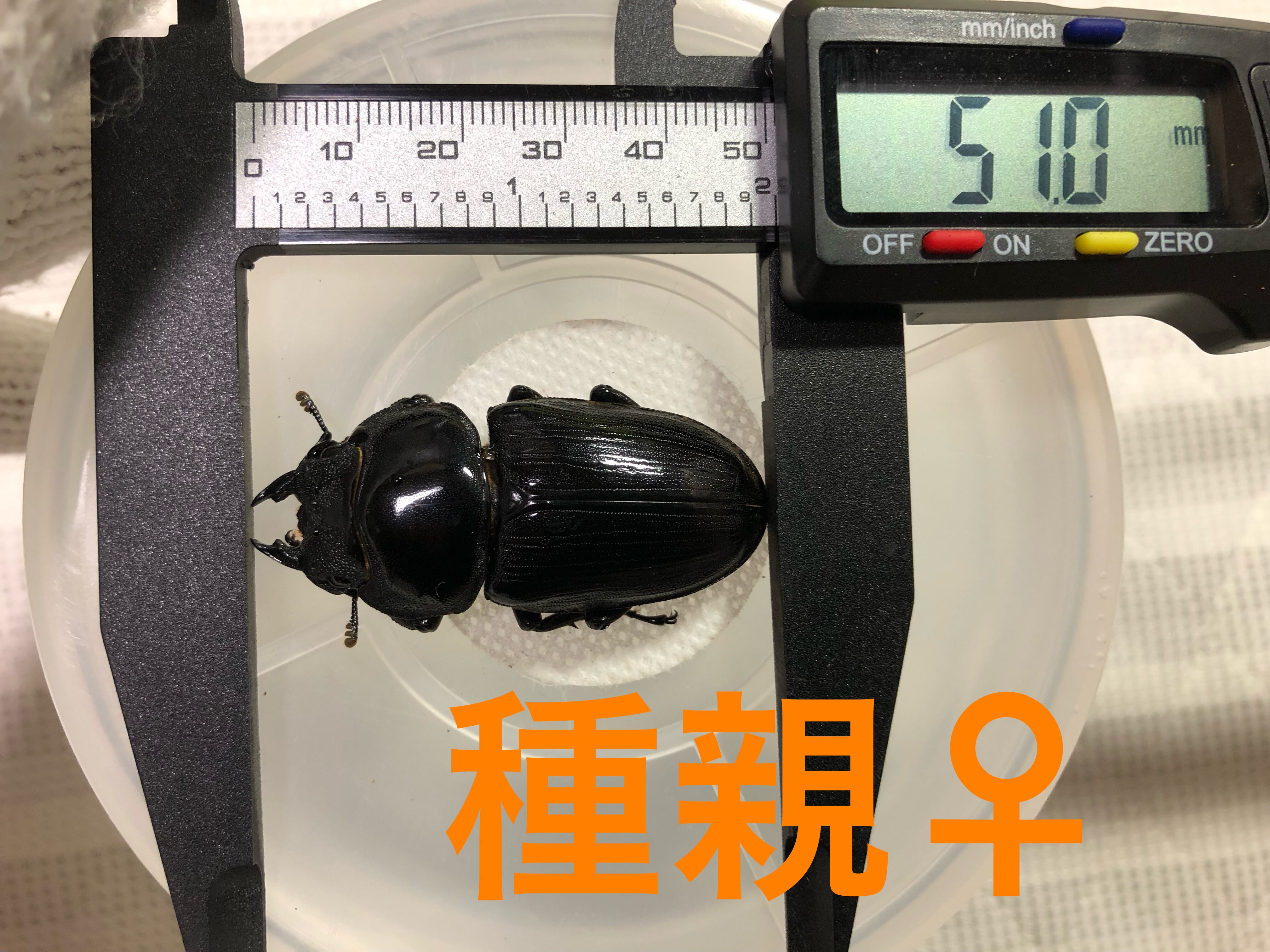 ⑰ 能勢YG オオクワガタ 幼虫 6頭＋補償2頭 【公式通販】