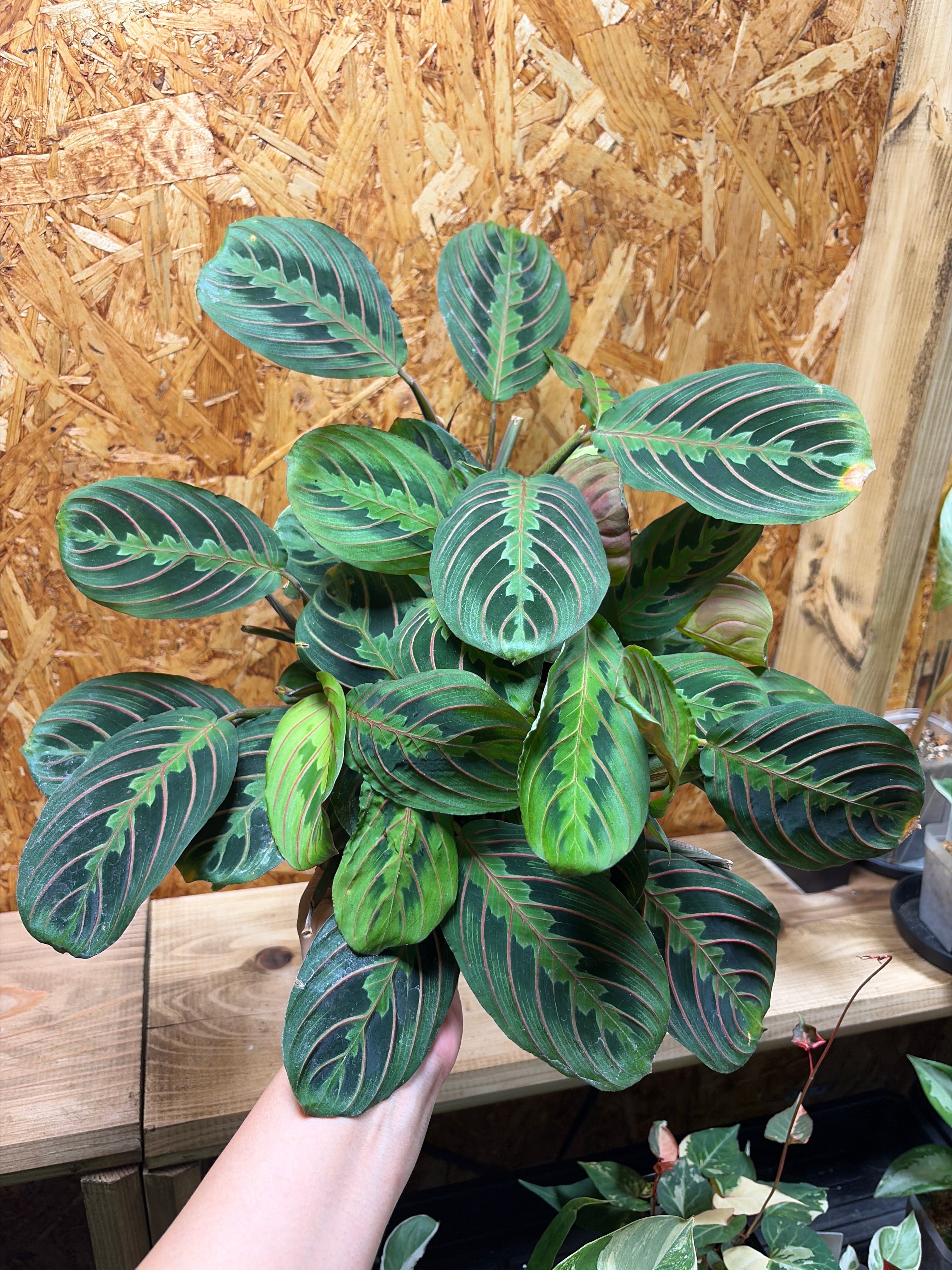 HexaPot 〝ヘキサポット〟5号サイズ 30ポットセット | Pay ID