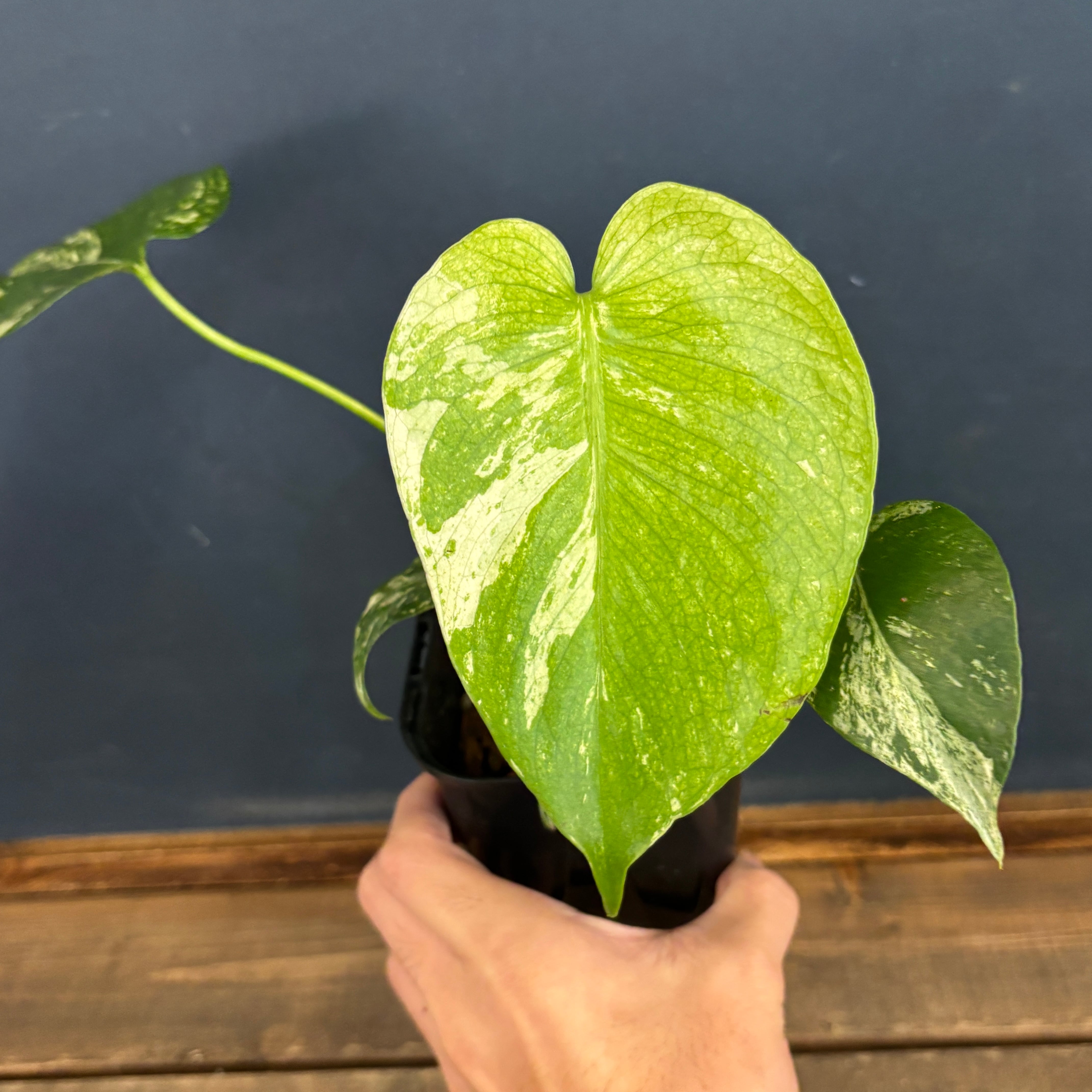 モンステラ ホワイトモンスター【868】 | PROTOLEAF プロトリーフ