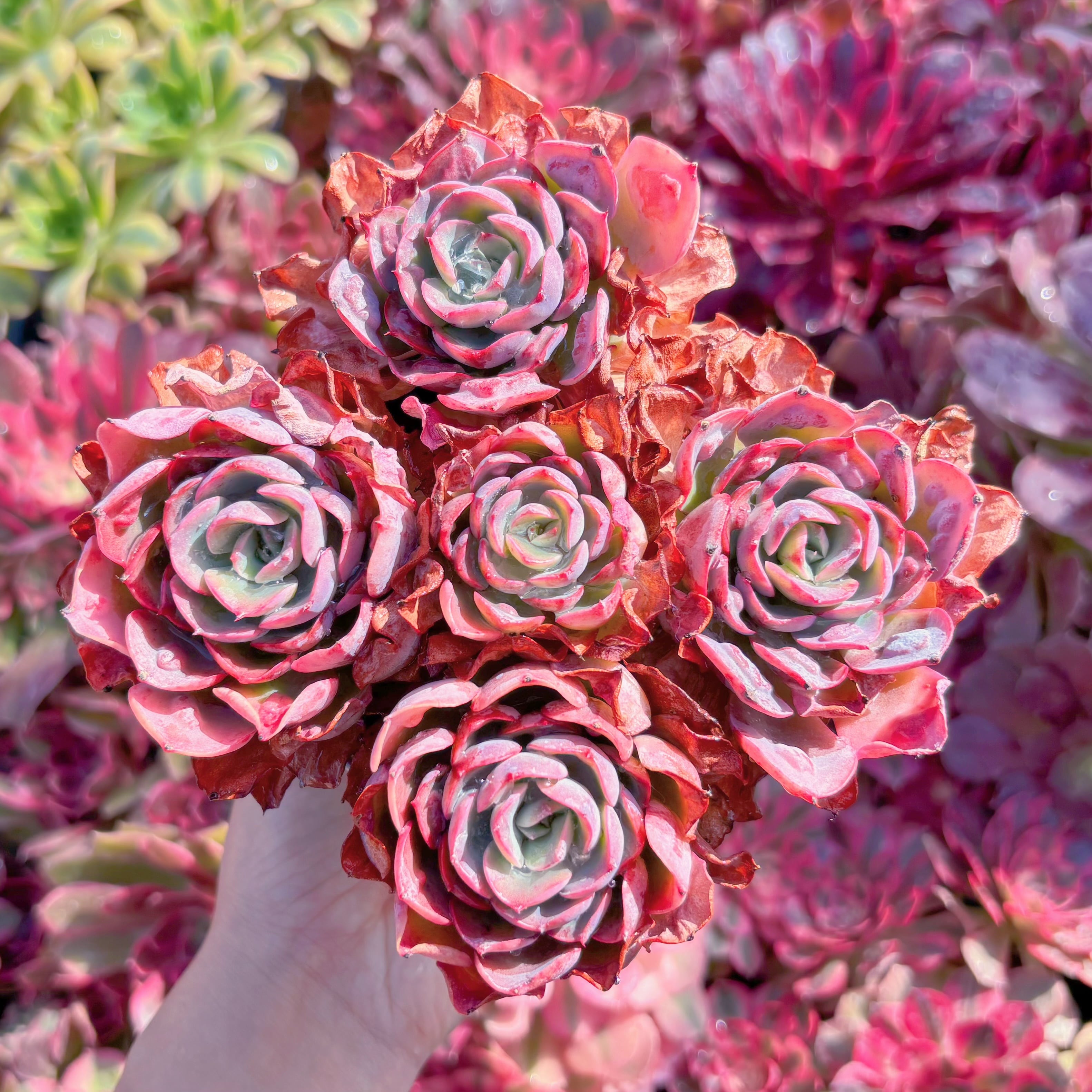 現品　ビヨンセ#F076　群生　新入荷　るる農園