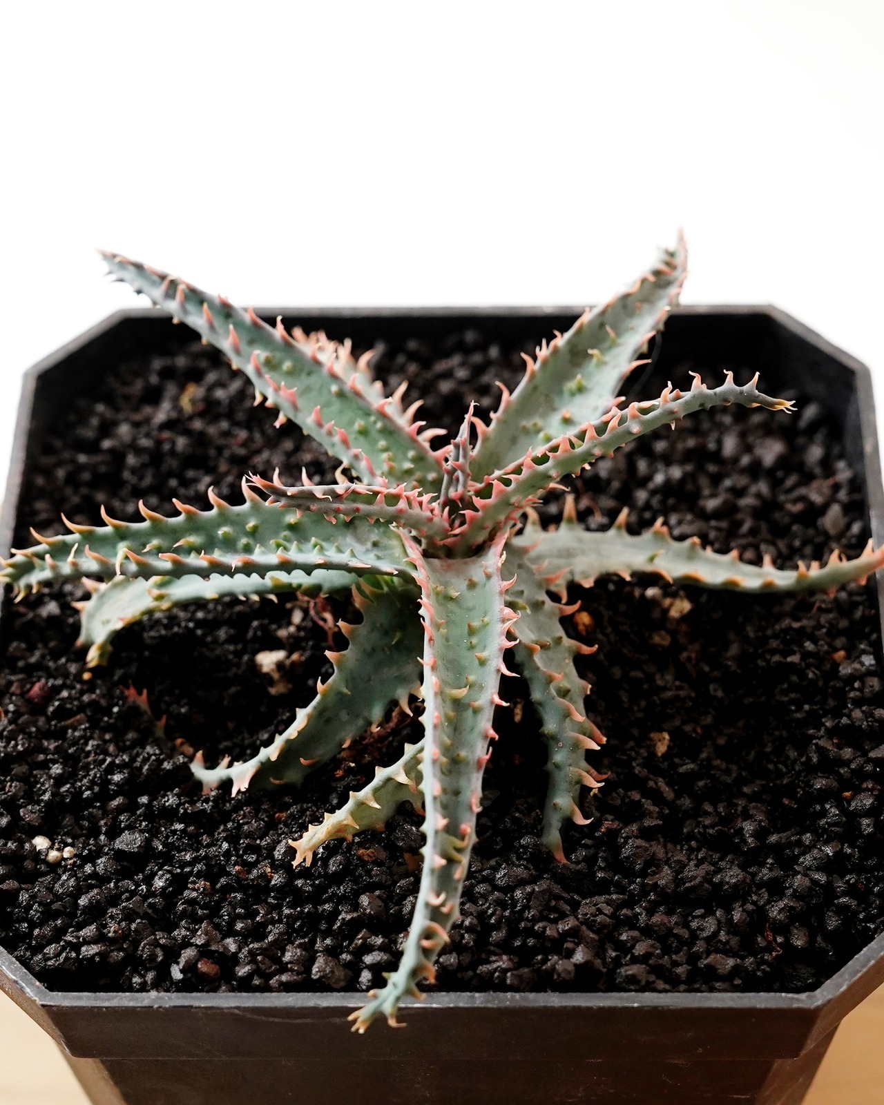 抜き苗 アロエ ワイリーコヨーテ Aloe 'Wily Coyotee'