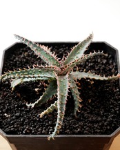 抜き苗 アロエ ワイリーコヨーテ Aloe 'Wily Coyotee'