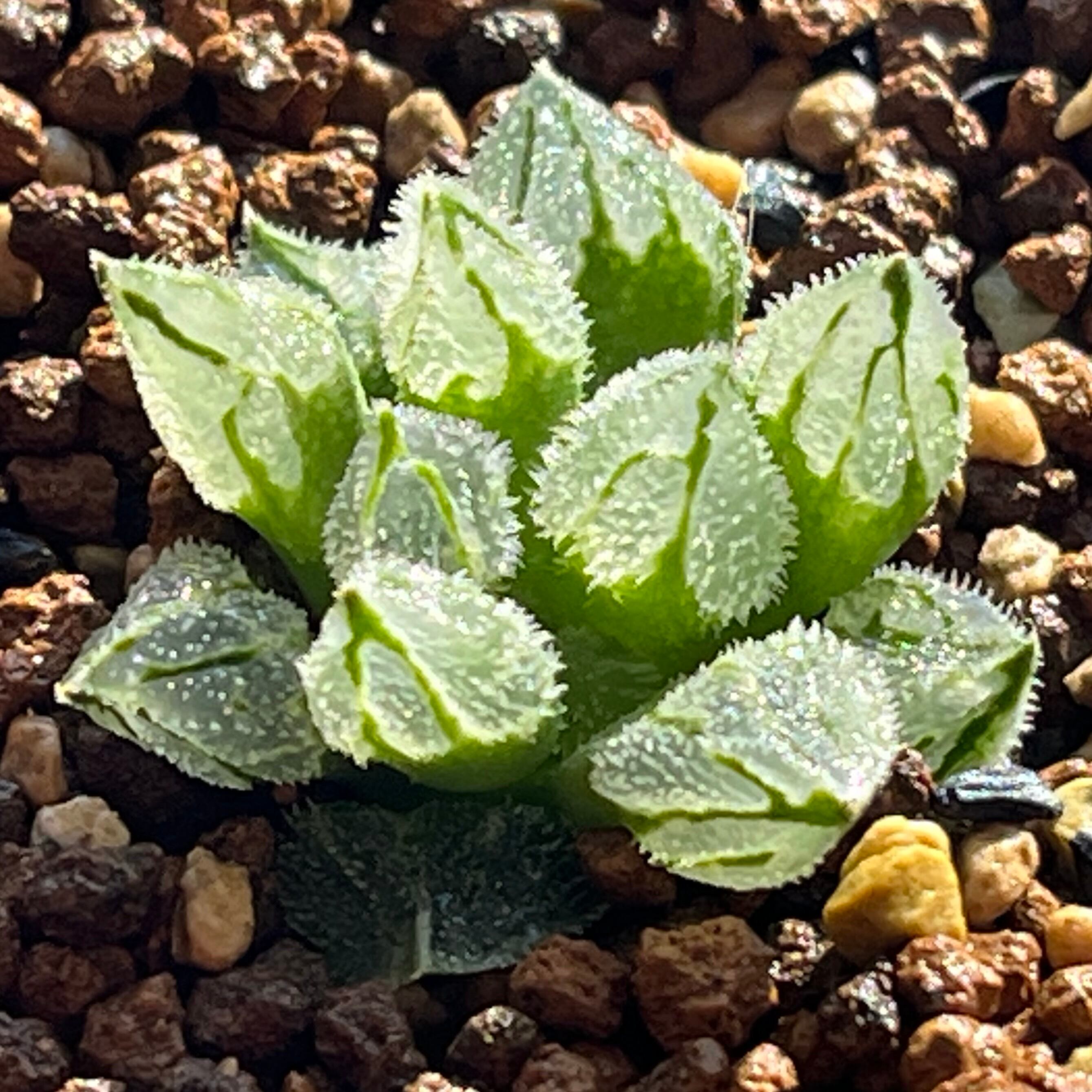 ハオルチア 三仙寿錦 | mocono_plants