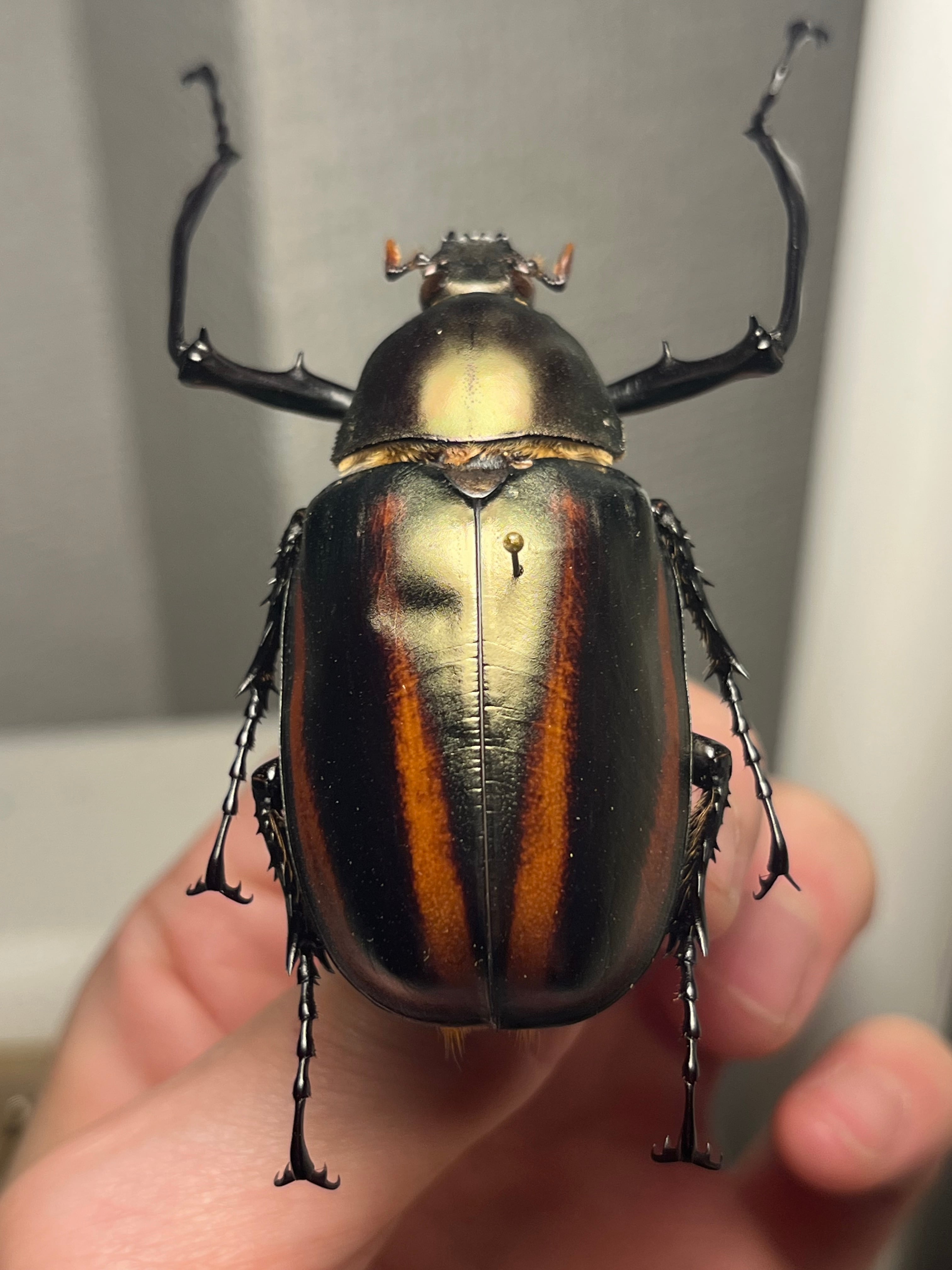 手長黄金最高峰】セスジドウナガテナガコガネ ♂標本 プラチナコガネ