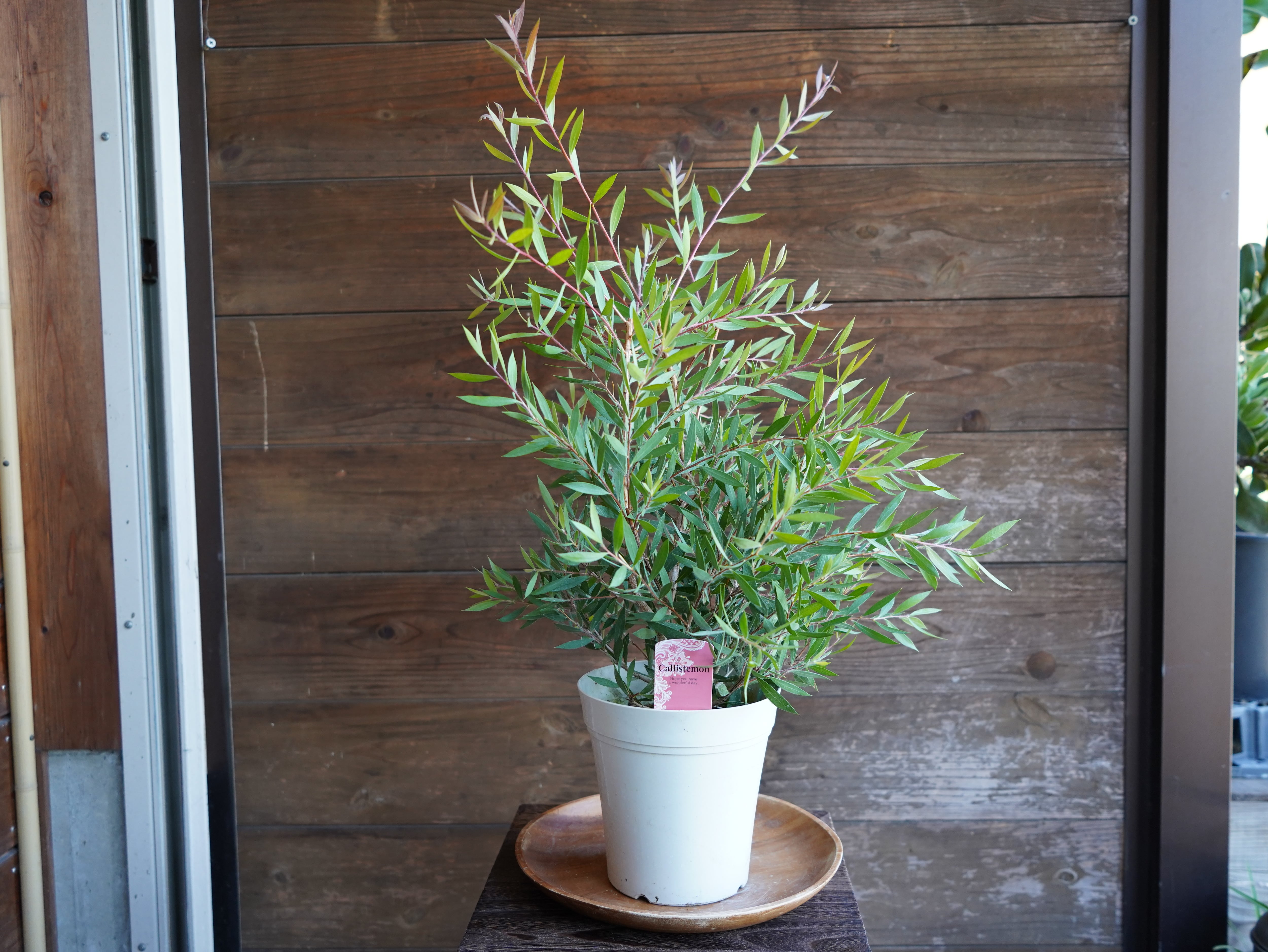 【現物】カリステモン　”パープルスプレンダー”