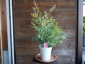 【現物】カリステモン ”パープルスプレンダー”