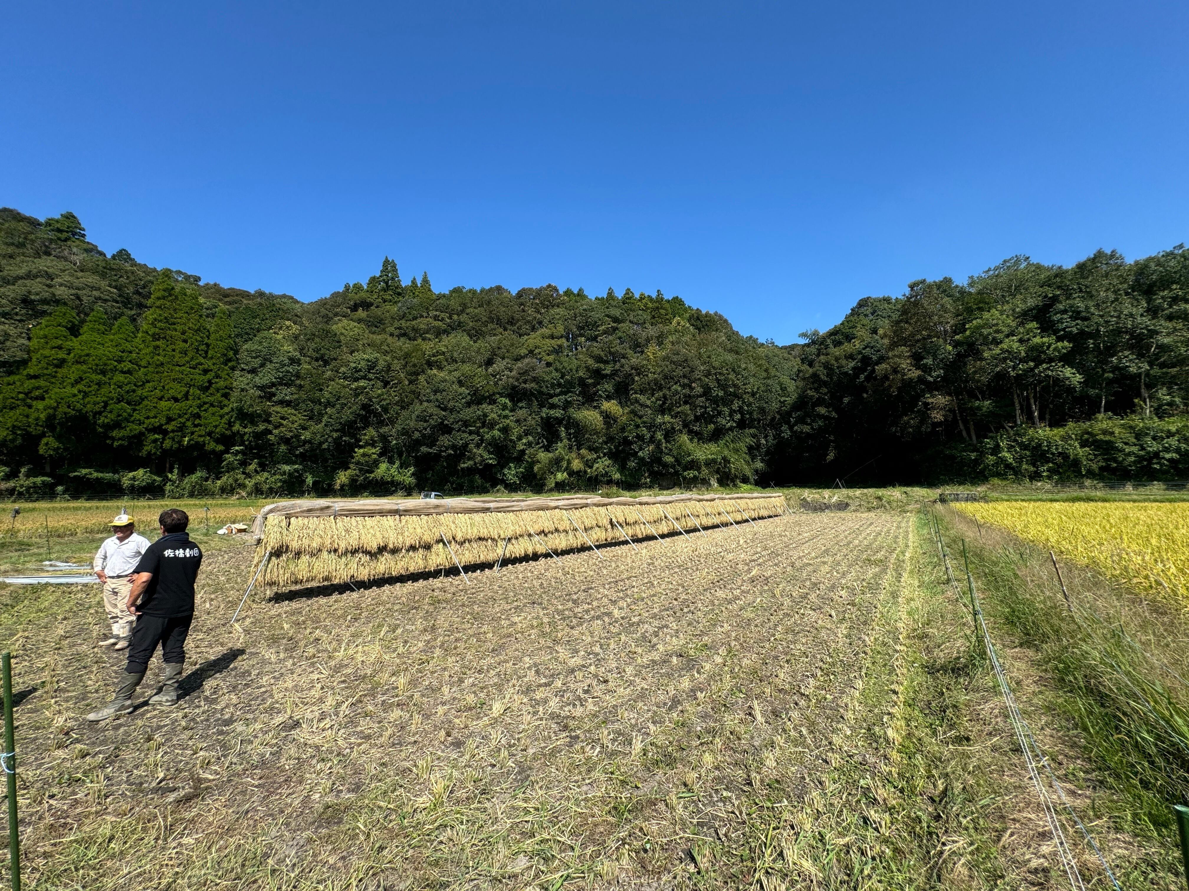 オーガニックラビット】天日干しの玄米(ヒノヒカリ)3合 | 村上印