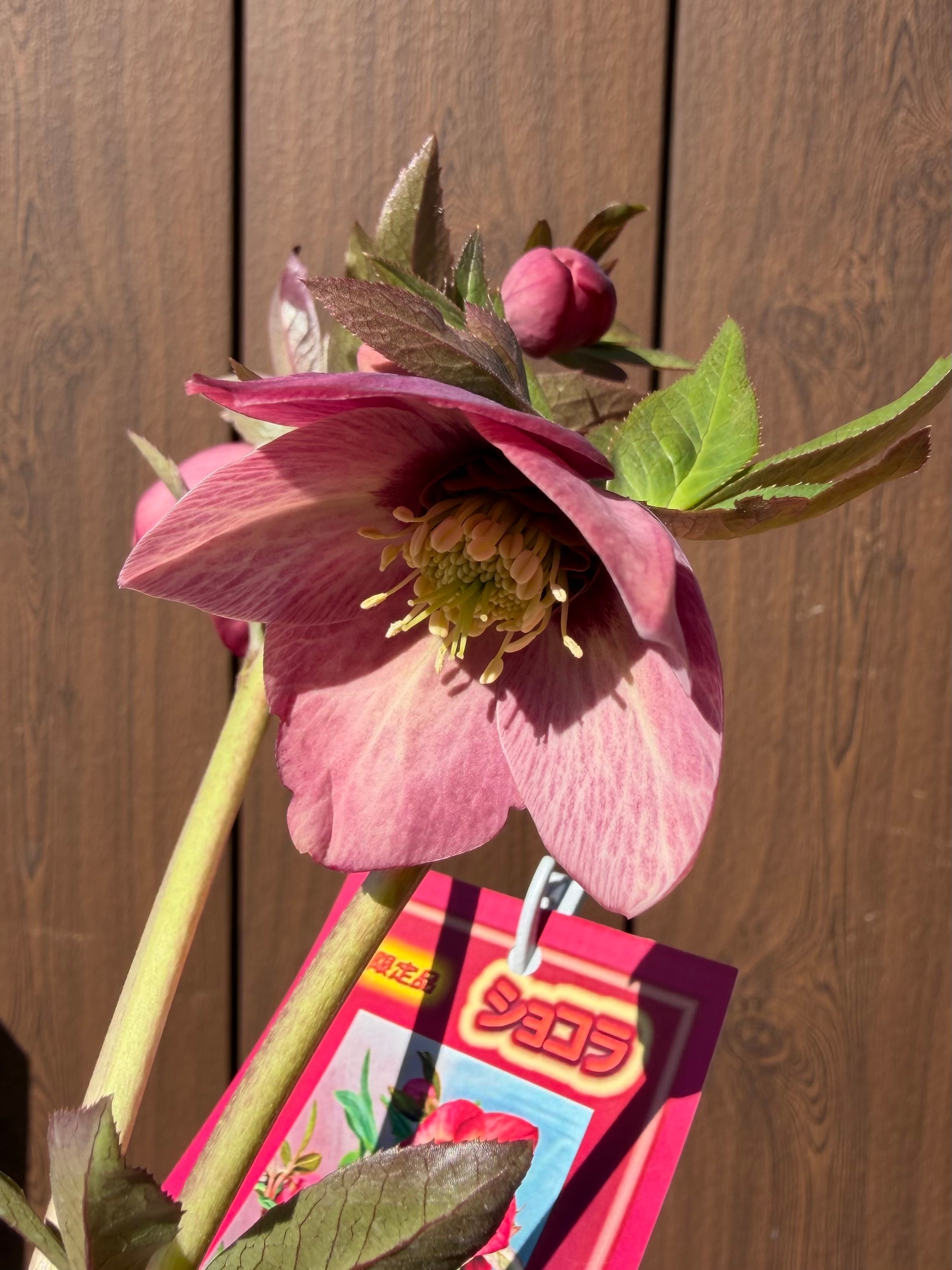 ショコラ 髙正園 クリスマスローズ【Ta07】送料無料 | あしかが