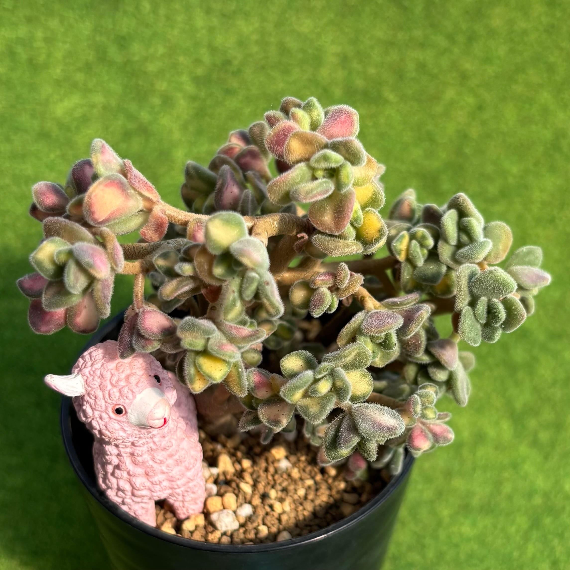 レッドデビル 大サイズ | 多肉植物 豆彦商店