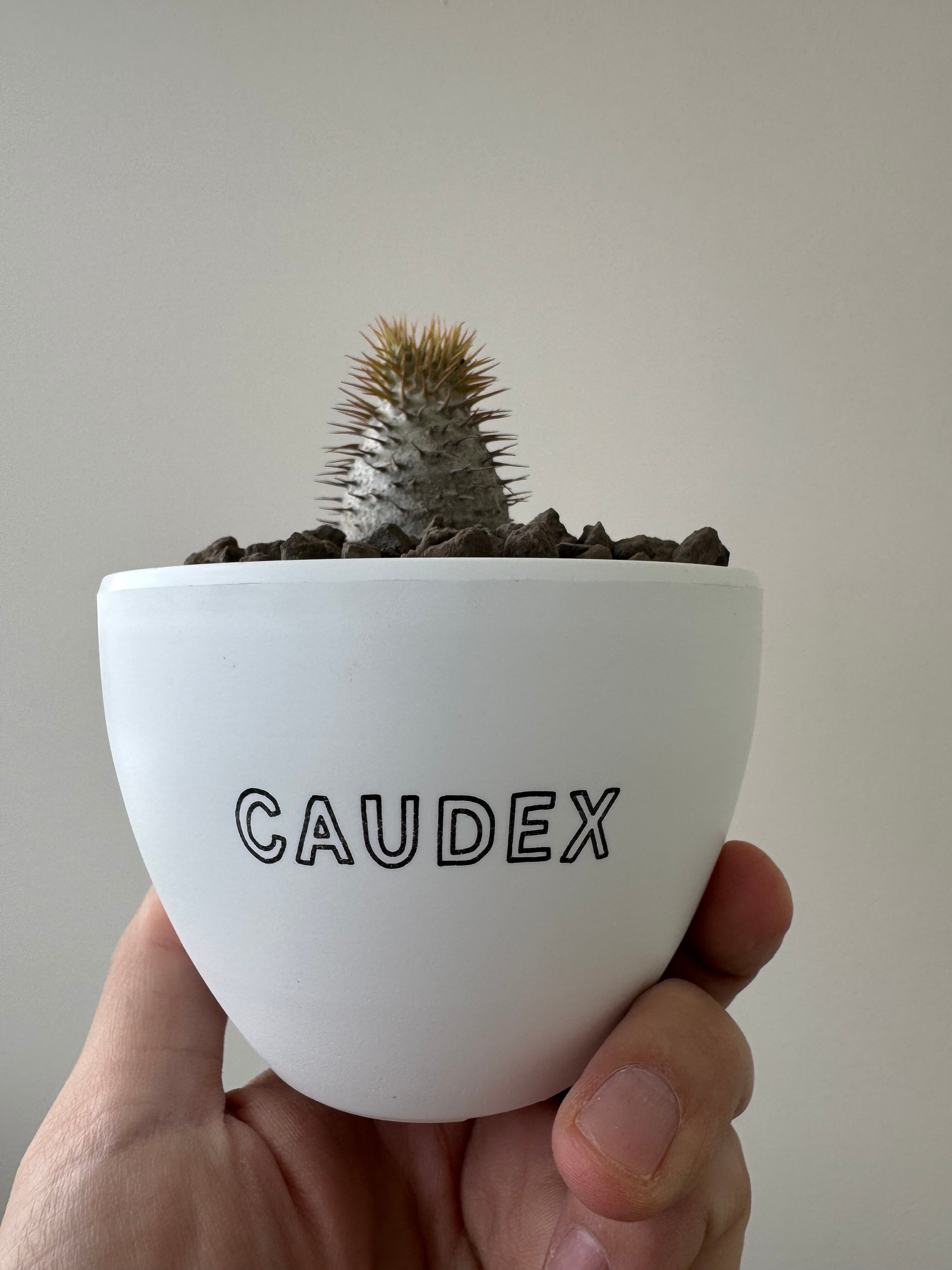 【新着】 Pachypodium Gracilius 【まん丸の良き親株から採取された種子からの実生苗】パキポディウム グラキリス