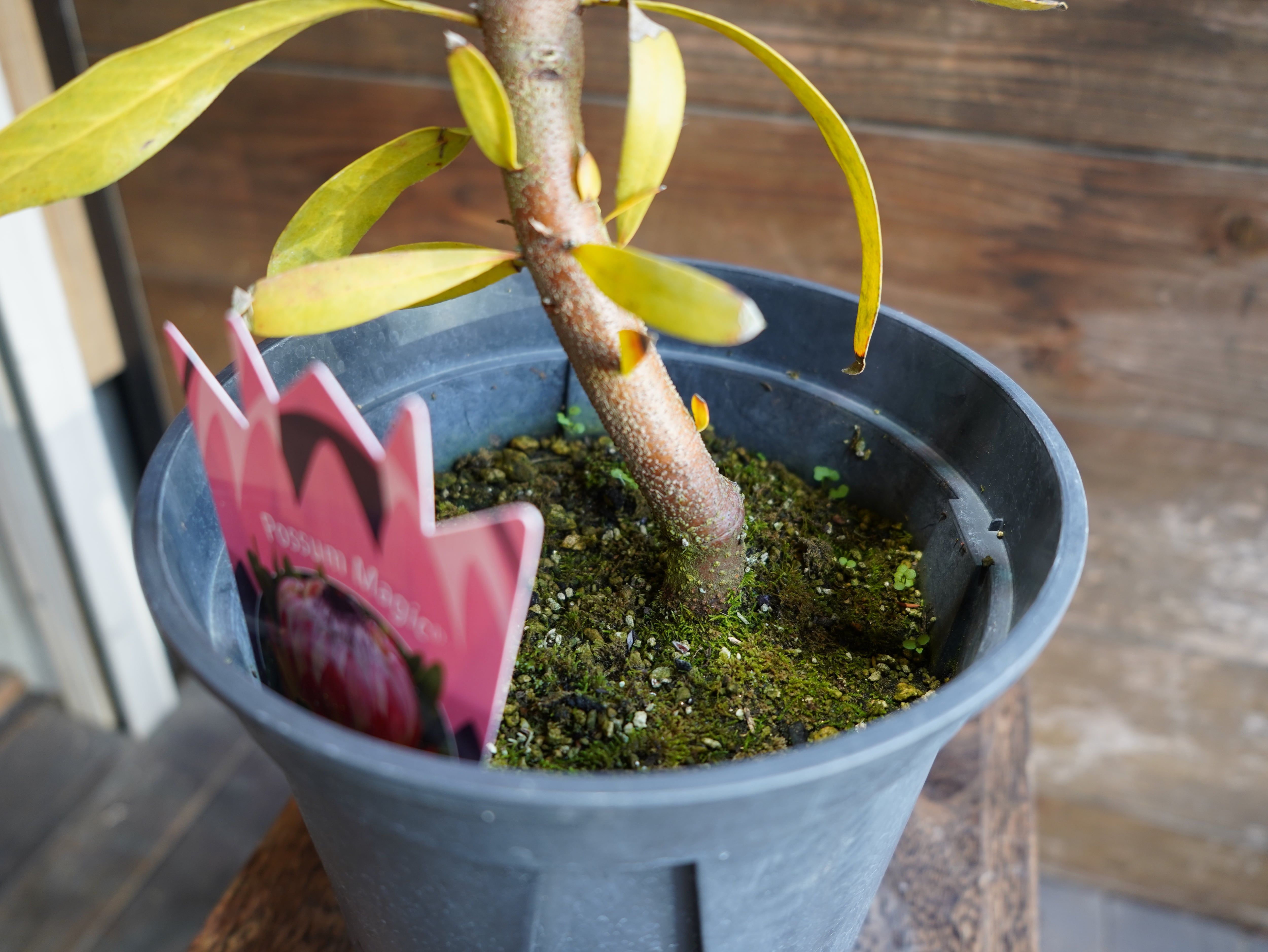 【現物】プロテア　”ポッサムマジック”