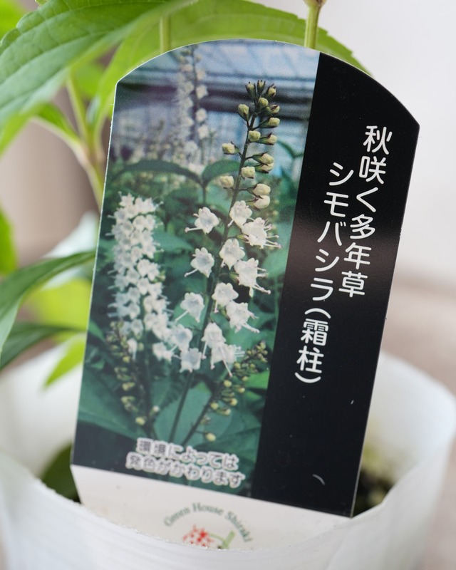 シモバシラ（山野草）　３号