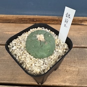 サボテン ロフォフォラ 銀冠玉【982】