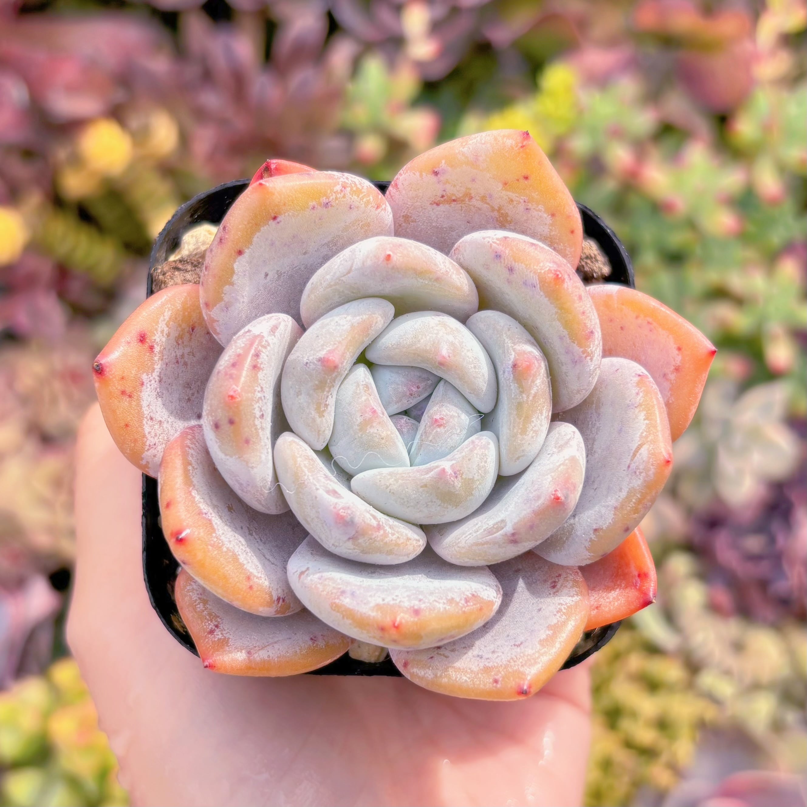 現品　ミルクティー#M186 　るる農園