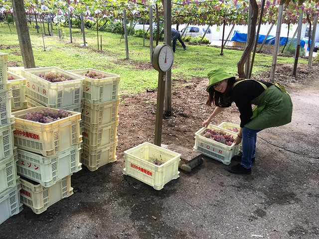 【福利厚生倶楽部・CLUB CCI・クラブオフ会員様】クラフトワイン<ハーフボトル6本>※9/27(土)収穫体験&試食・ワイナリー見学&試飲・送料込