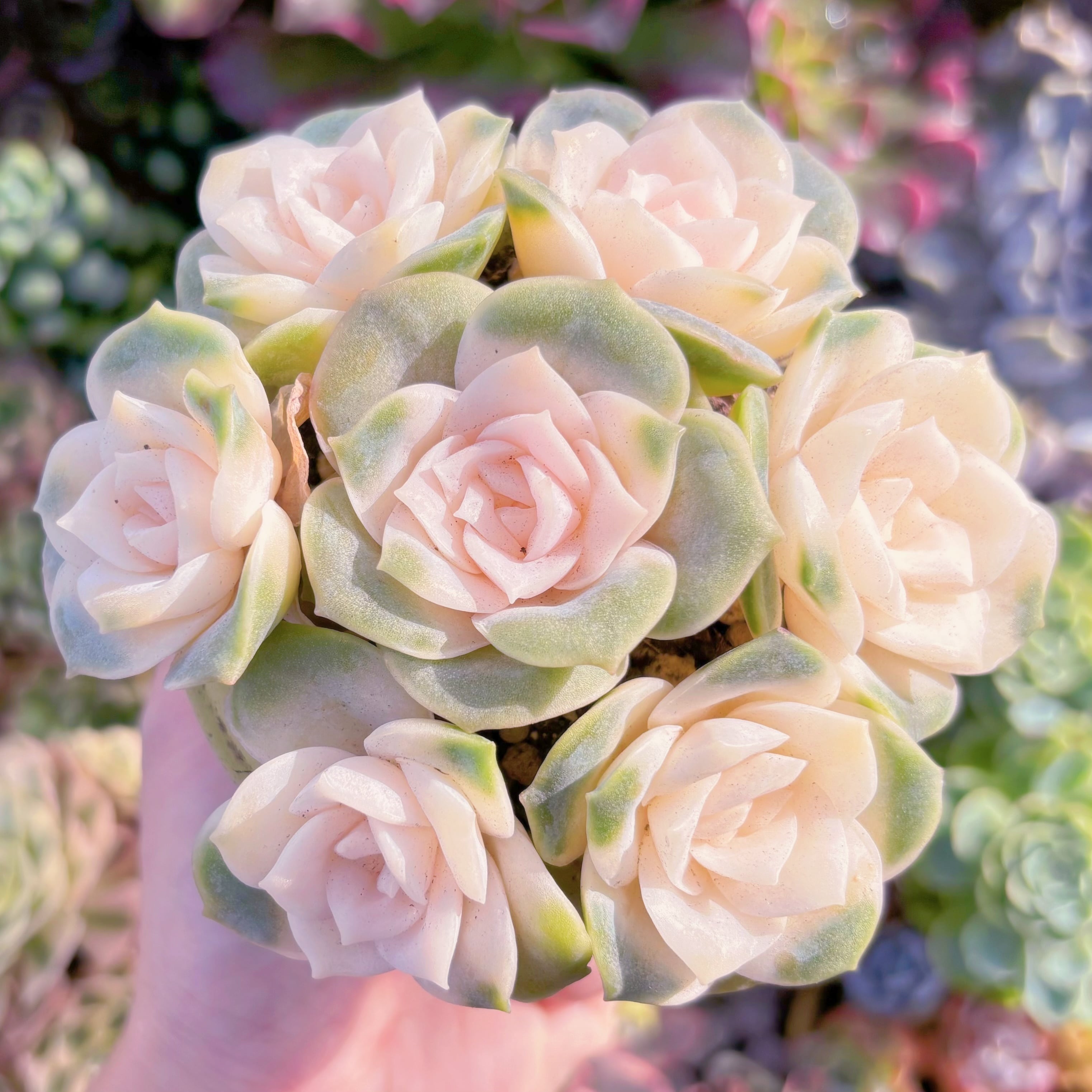 多肉植物　ラブリーローズ錦(7苗)　在庫僅少　新入荷　るる農園