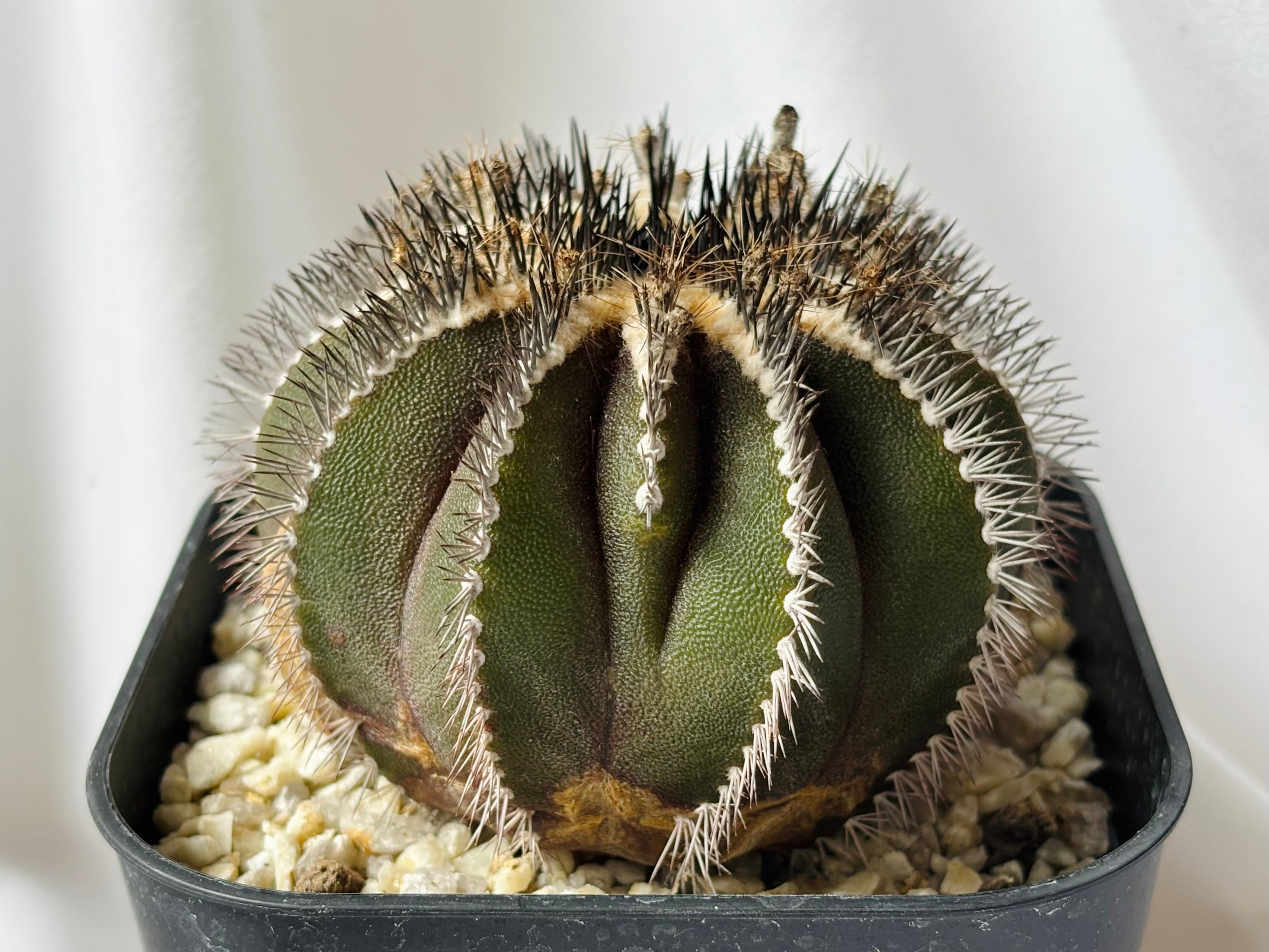 Uebelmmania pectinifera ユーベルマニア・ペクチニフェラ サボテン