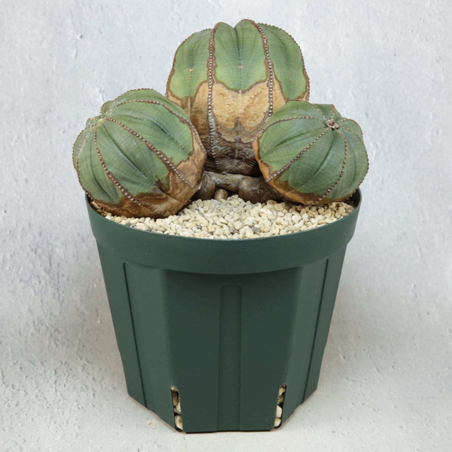 メス株【超厳選株】超大株 最大幅約 13.5cm トリプルヘッド オベサ