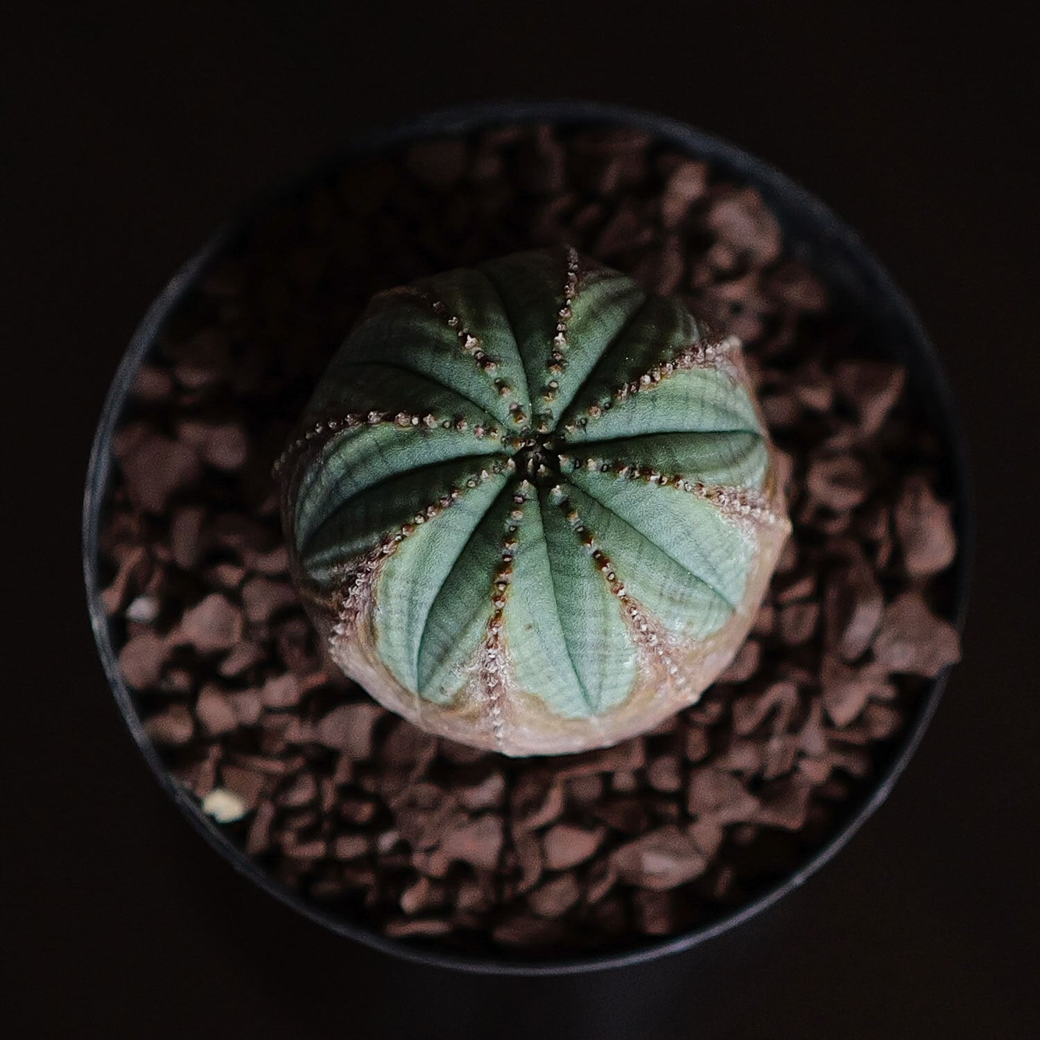 美模様 木質化 マイクロ オベサ / ユーフォルビア | LIGHTHOUSE.PLANTS