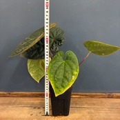 【クリアランスセール対象商品】アンスリウム　luxurians(red) × sp. aff. besseae【69】