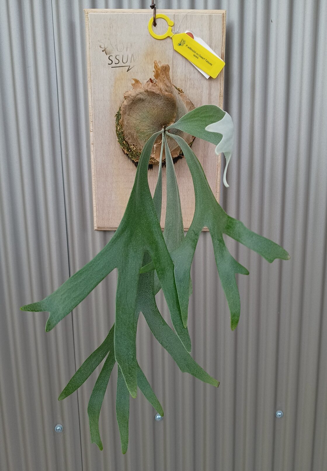 ビカクシダ 【ドワーフ タツタ】P.willinckii dwarf Tatsuta spore 