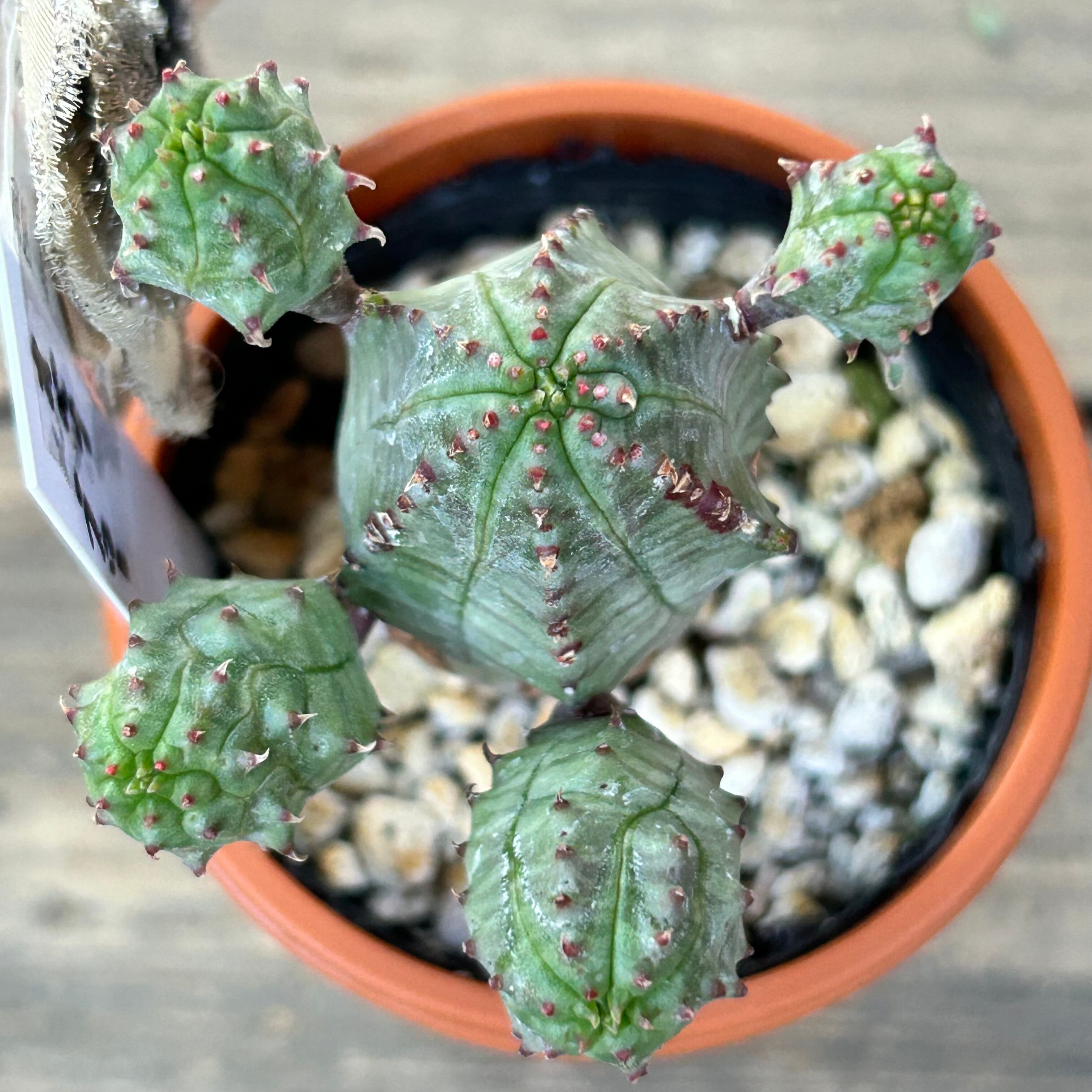 オベサブロー(ユーフォルビア) | RuPo 多肉植物専門店