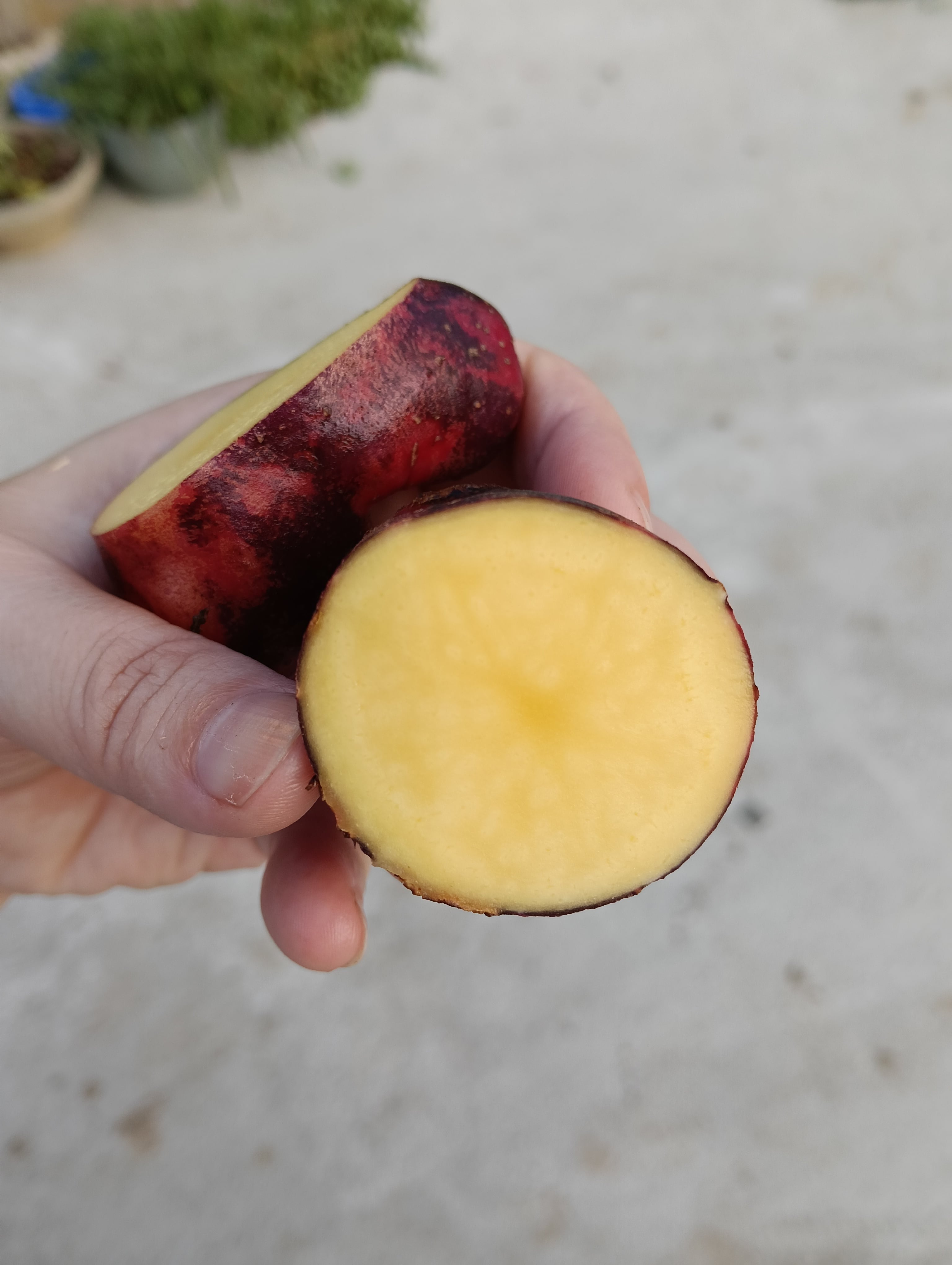 終了】デストロイヤー5キロ ねっとり濃厚なじゃがいも〜雪室熟成〜別名