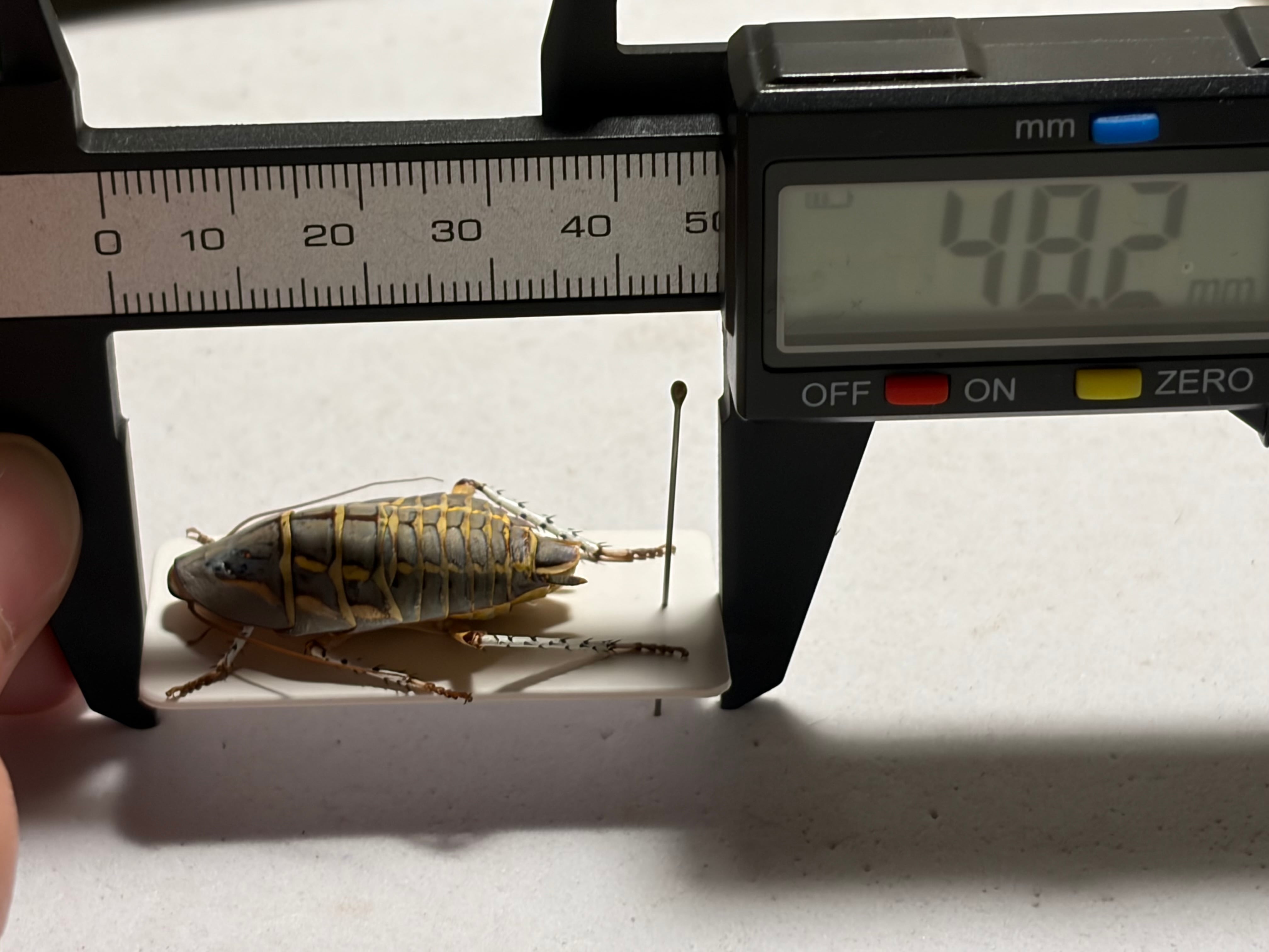 蜚蠊希少種】抱卵していた幻のキンイロゴウシュウゴキブリ 標本