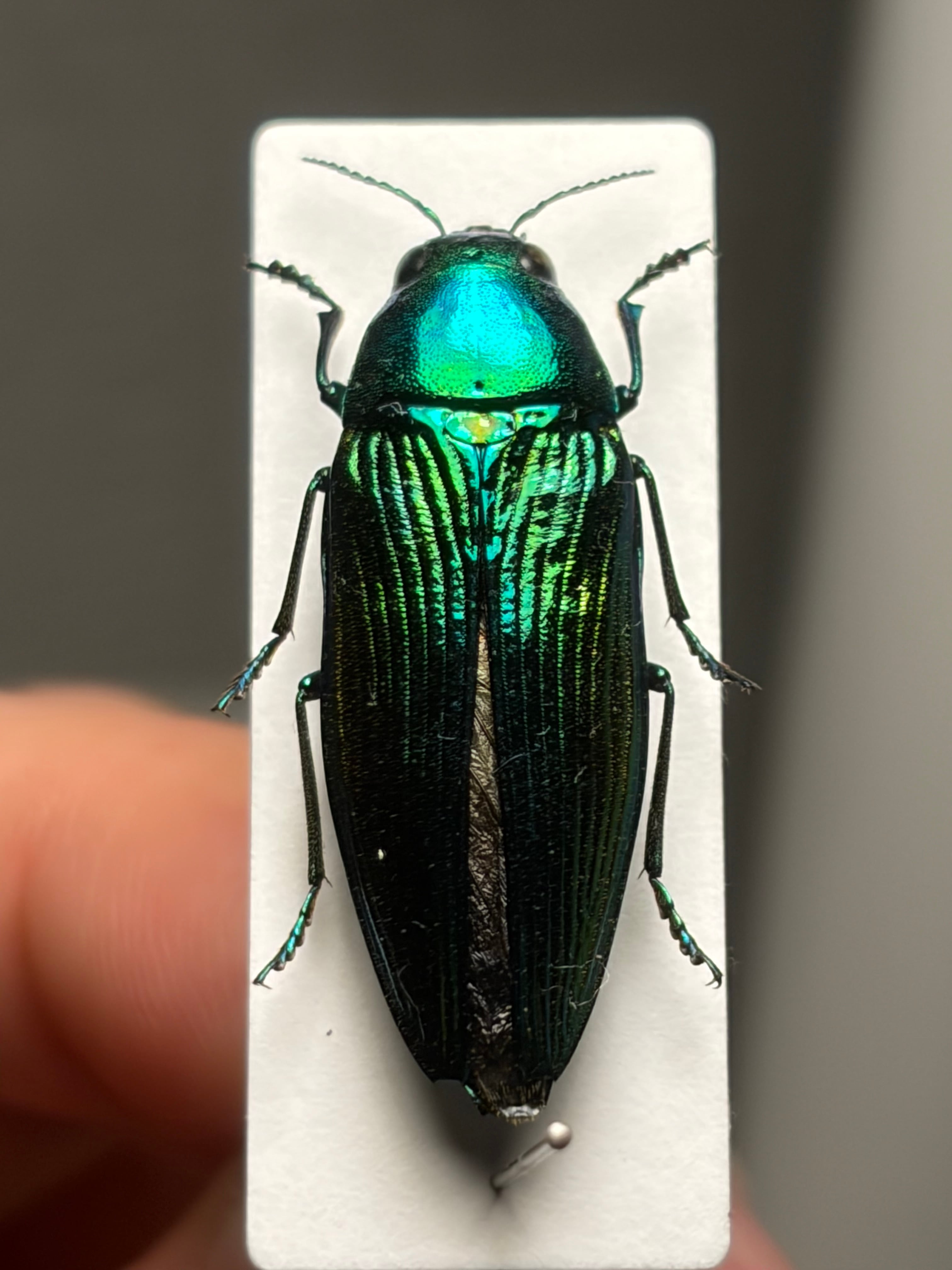 28mm♀】アオタマムシ 特大 標本 きらめく甲虫 | オモニキチュウ