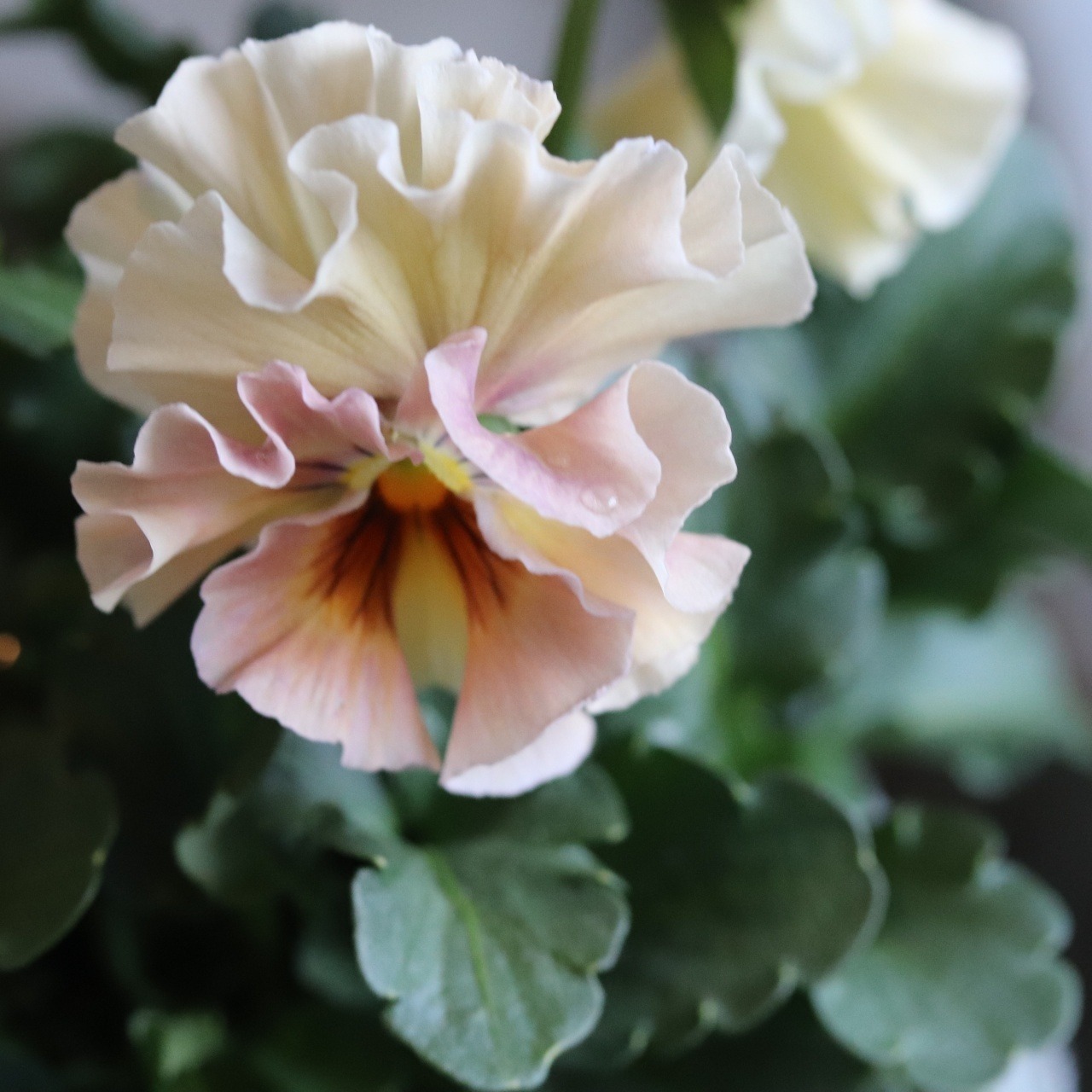 ビオラ　アイクルール　冬から春のお花　　丈夫で育てやすい　寄せ植えにオススメ　