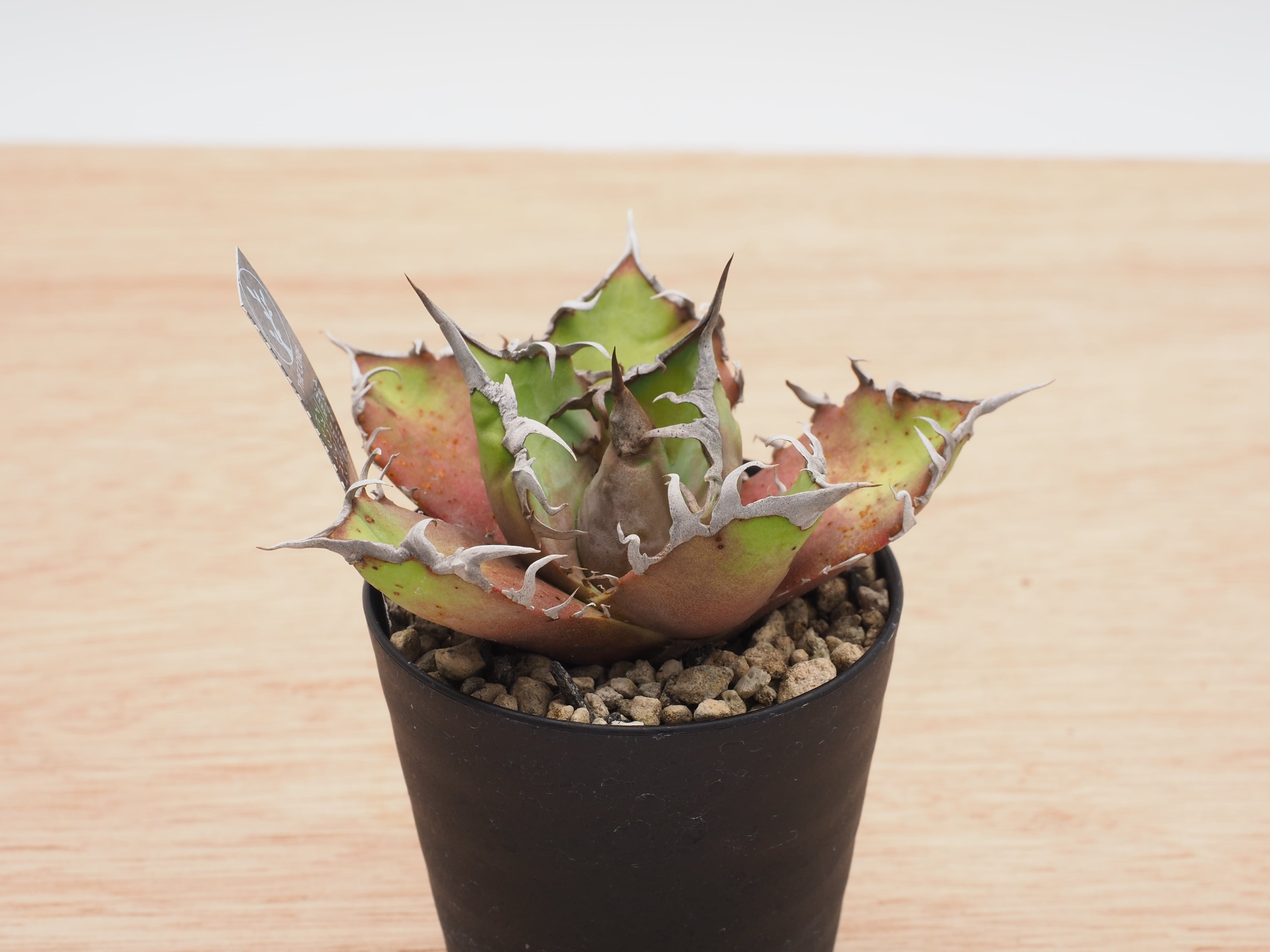 Big spine アガベ　ビックスパイン Big spine アガベ ビックスパイン