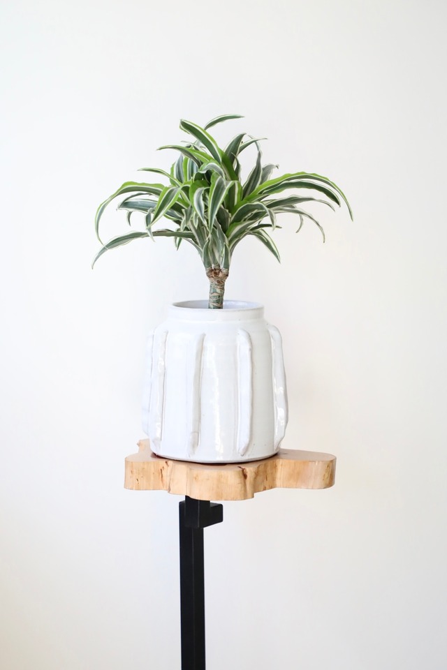 ドラセナ ワーネッキー レモンサプライズ/Dracaena 　※陶器鉢付き