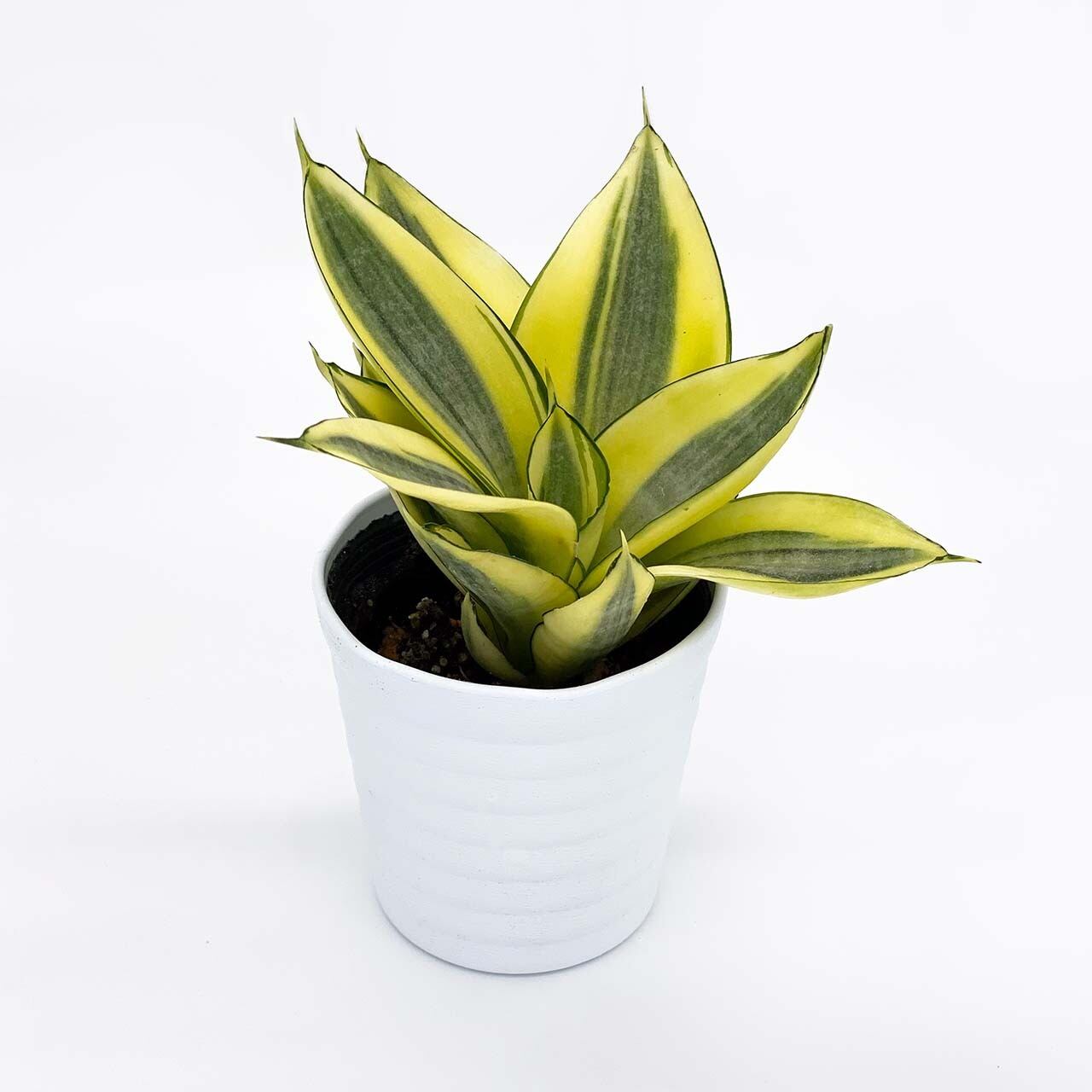 ２ サンスベリア ハニー Inakougei イナコウゲイ 観葉植物 鉢 多肉 猫用品