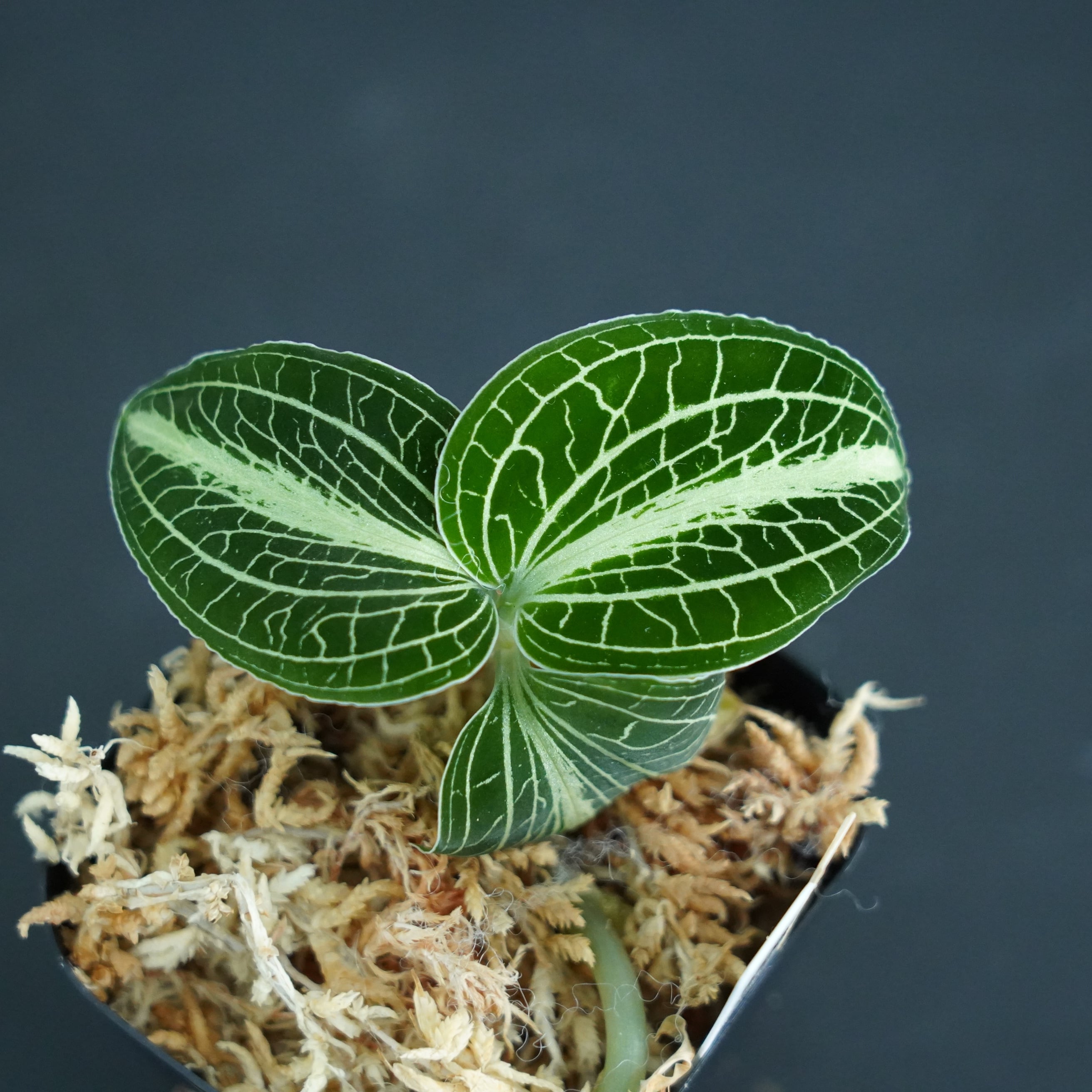 ◆現品◆アネクトキルス サイアメンシス F1実生選別株 【ジュエルオーキッド宝石蘭/TheGAKI】#615