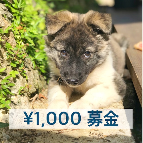 ￥1,000募金