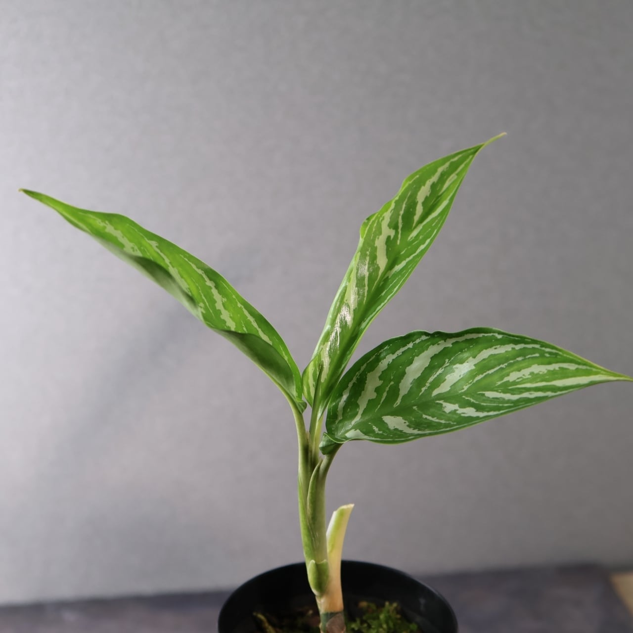 371 レオンが愛した『アグラオネマ カーティシー』観葉植物