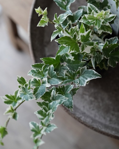 へデラ　ナイト　3号