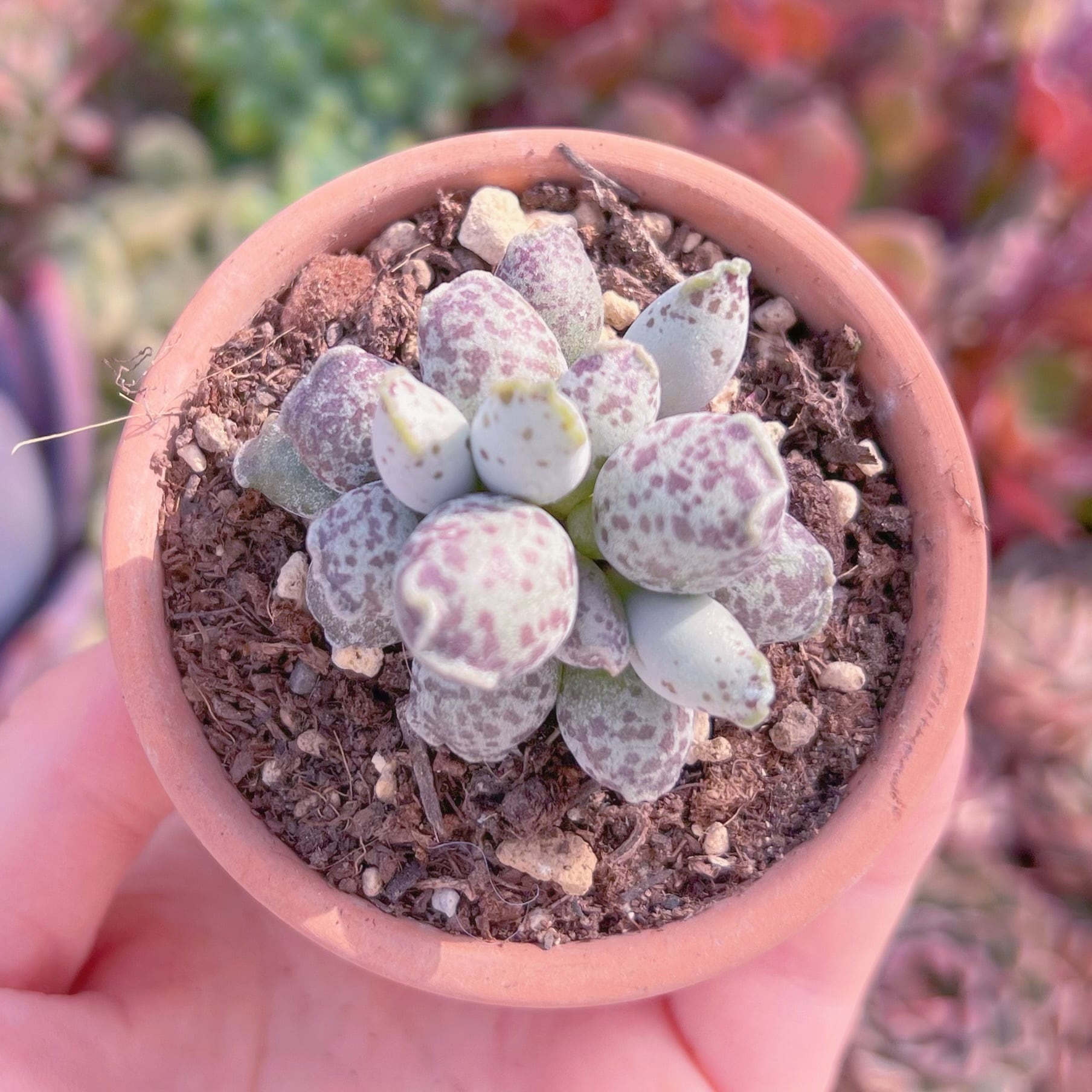 現品　アザラシ#C20　るる農園