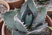 アガベ チタノタ C017【502】