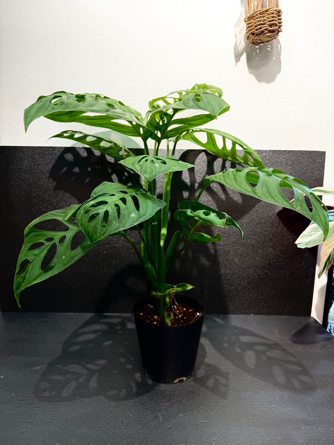 Sansevieria 'Tower Variegated' サンスベリア・タワー 斑入り | Pay ID