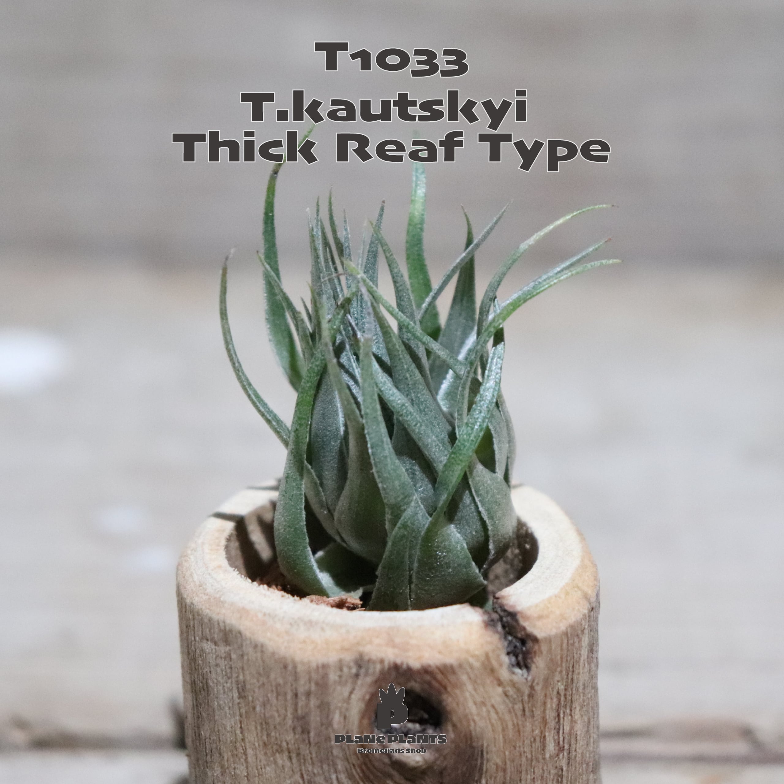 【送料無料】kautskyi Thick Leaf Type〔エアプランツ〕現品発送T1033
