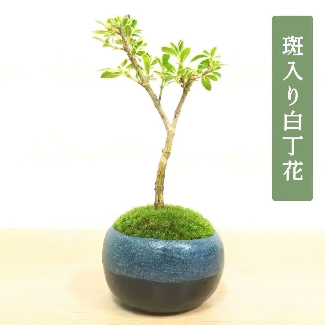 POTOCO 唐楓 カエデ 観葉植物 ストライプ 陶器鉢 盆栽 小品盆栽 苔玉