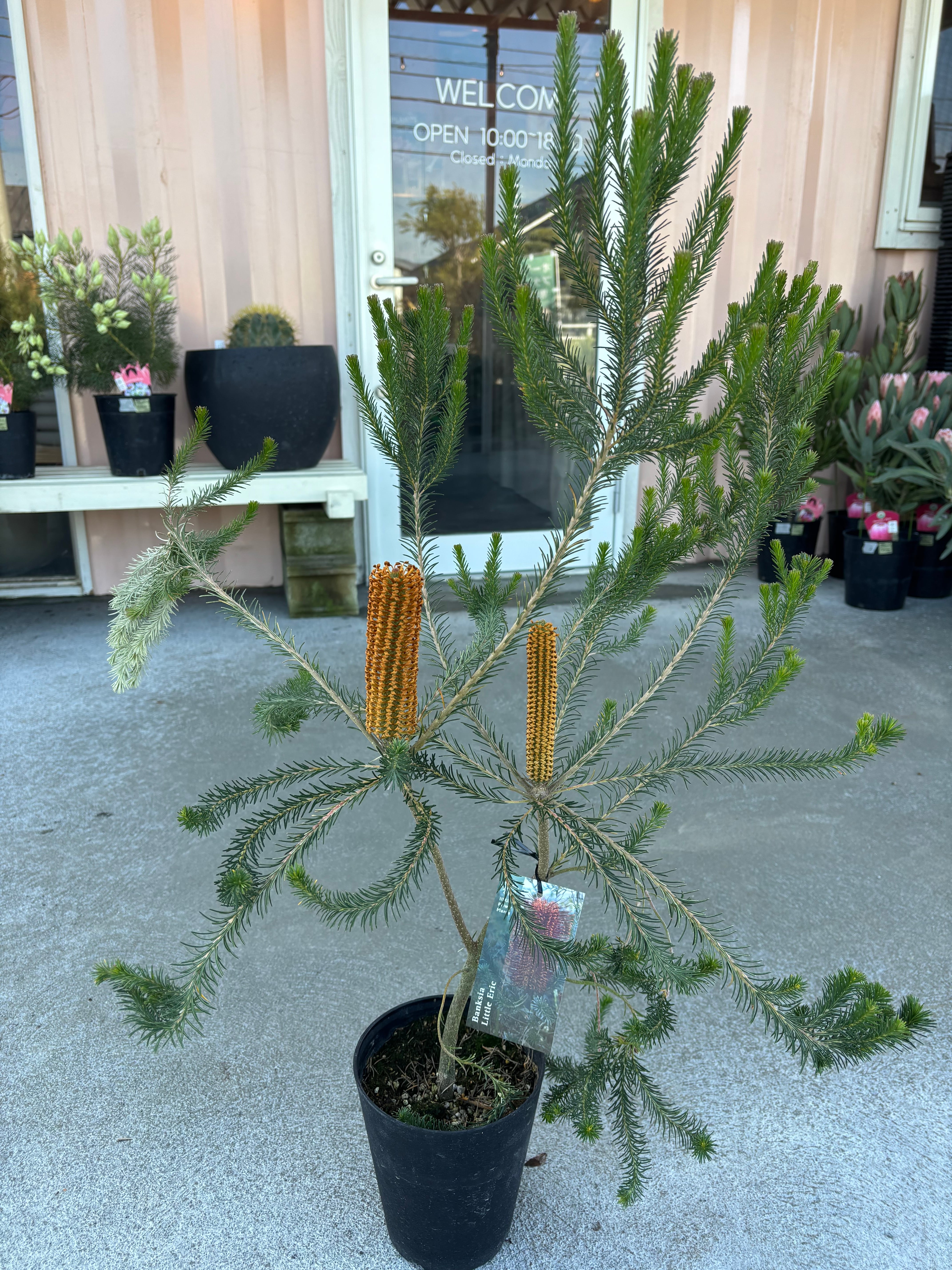 バーゼリア グリーニッシュ① | MELLOW Plants & Coffee