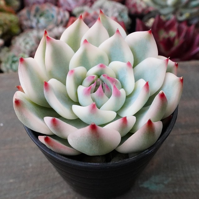 ※極美※【チワワエンシス錦 3】覆輪斑　韓国多肉　斑入り　大人気