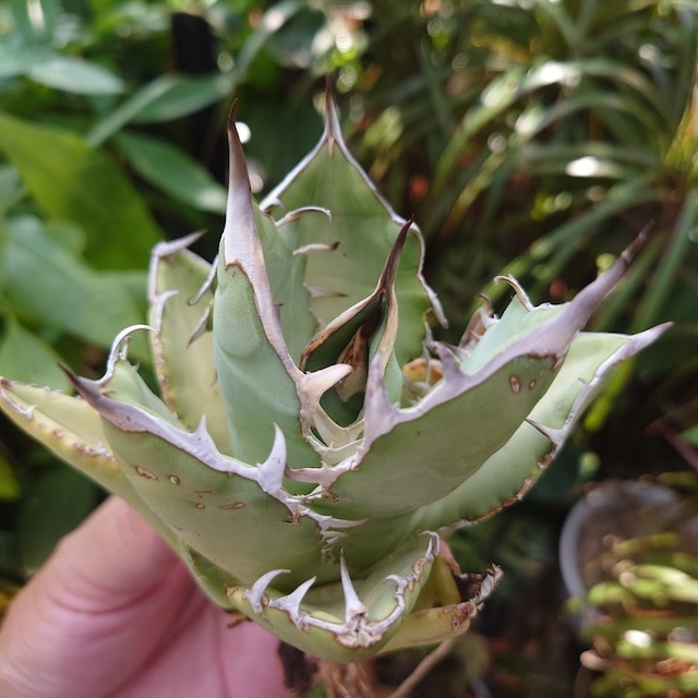 アガベ チタノタ オアハカ Agave titanota Oaxaca 12