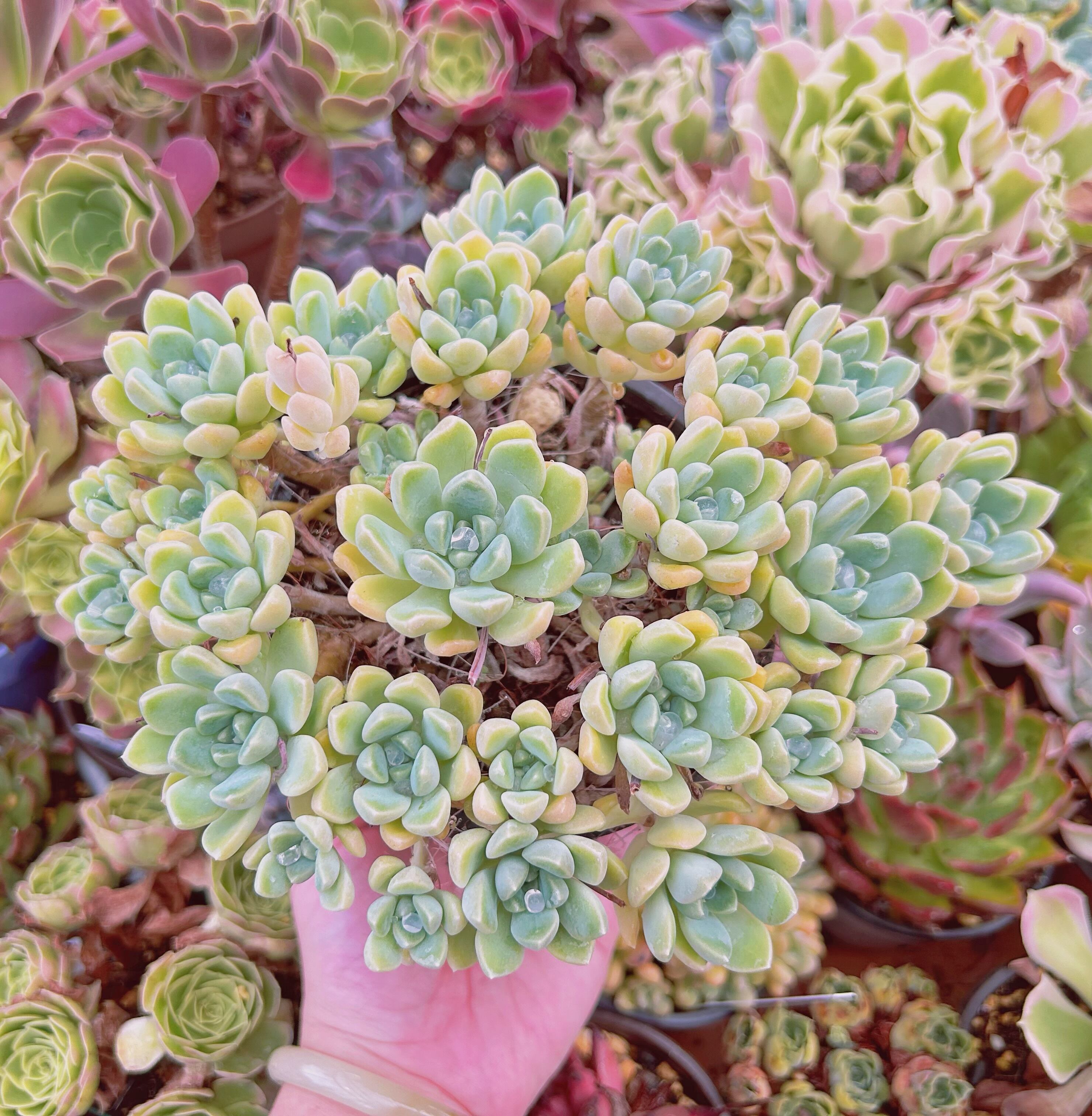 現物　多肉植物　ミルキーストーン　特大　抜き苗