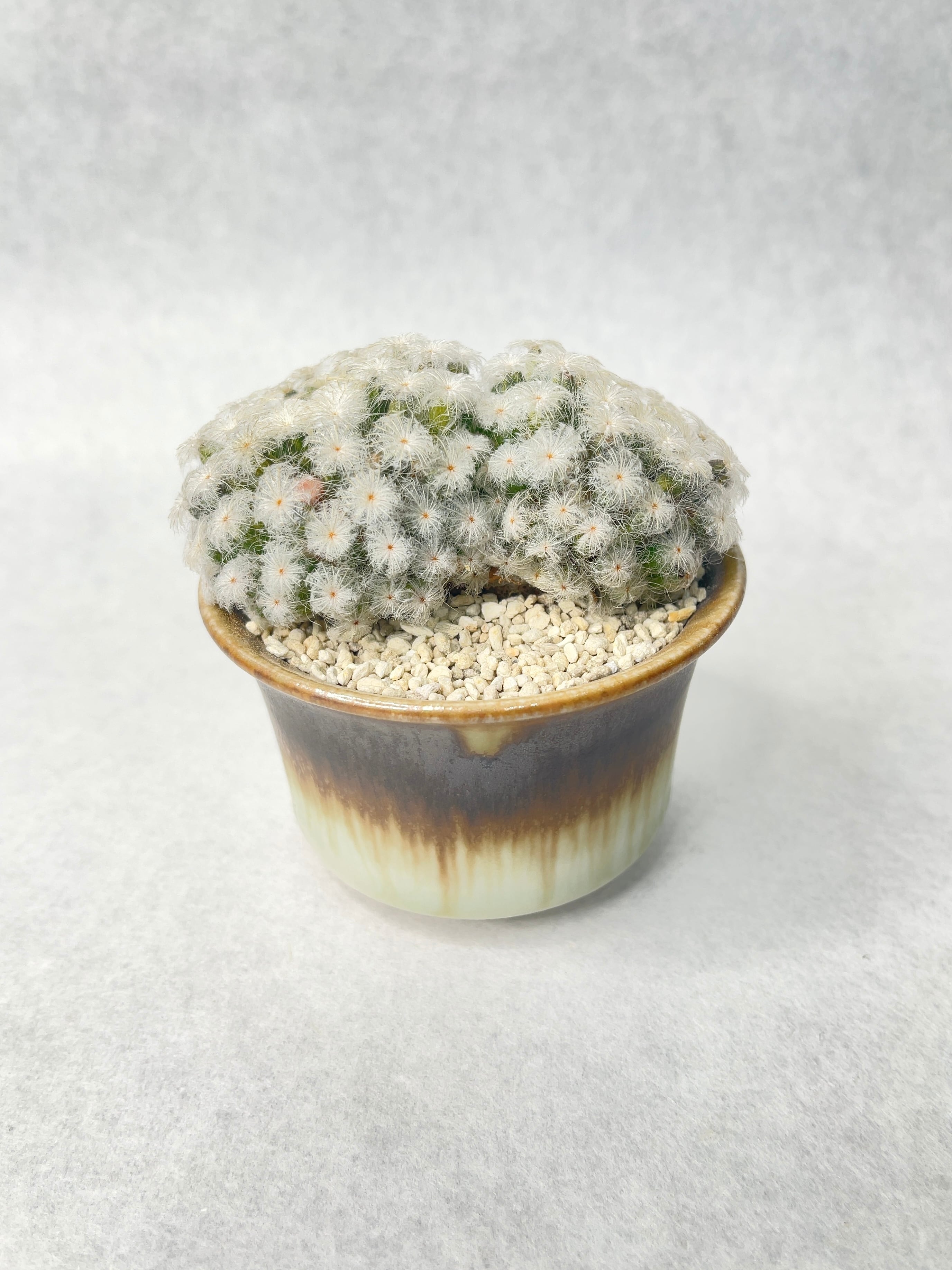 マミラリア・白星パンチパーマ | trigger