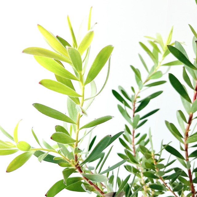【現品】リューカデンドロン・レッドジェム 5号鉢（高さ約70cm）｜珍しい赤系の花苞が魅力のネイティブプランツ calmcafe