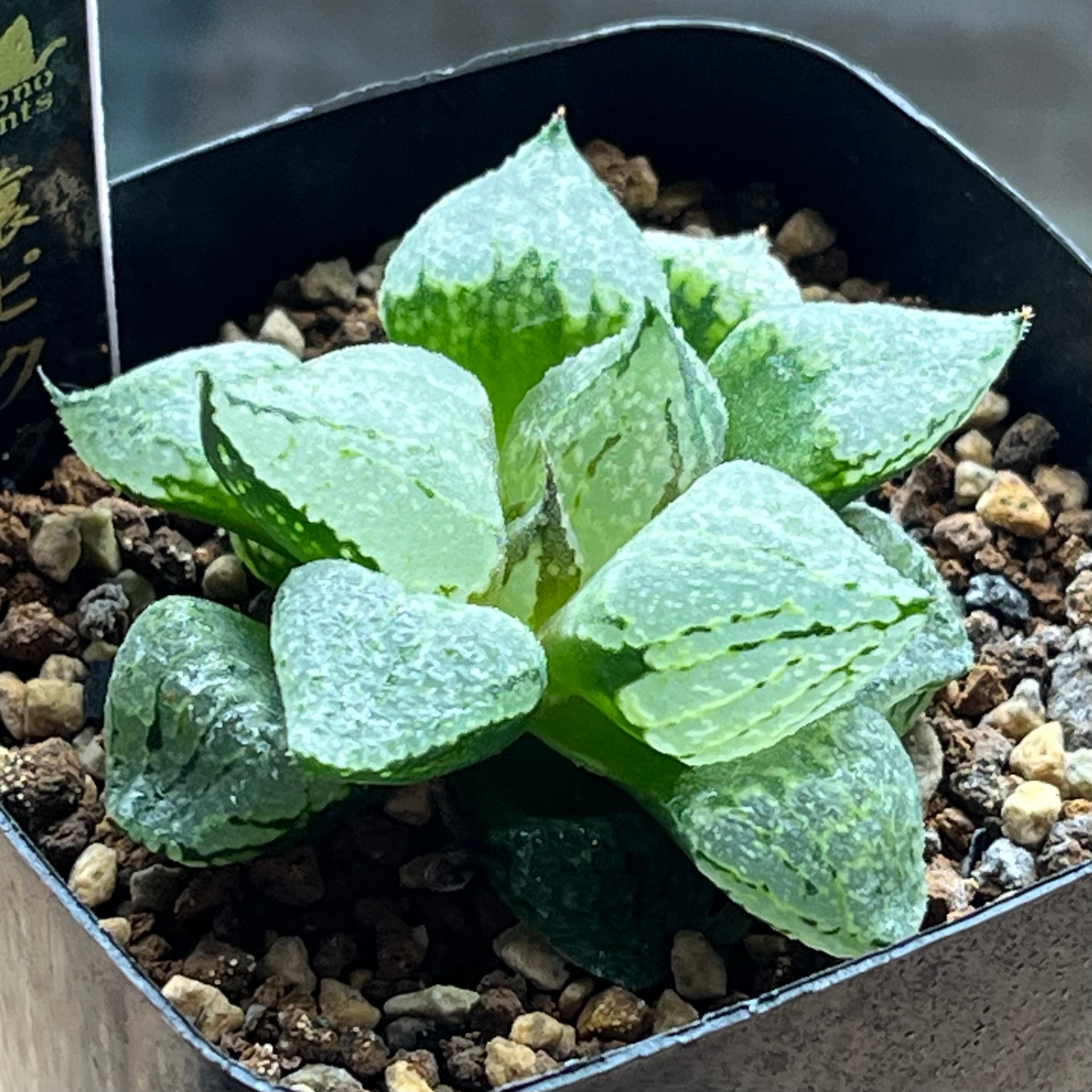 ハオルチア ブルコン般若 | mocono_plants
