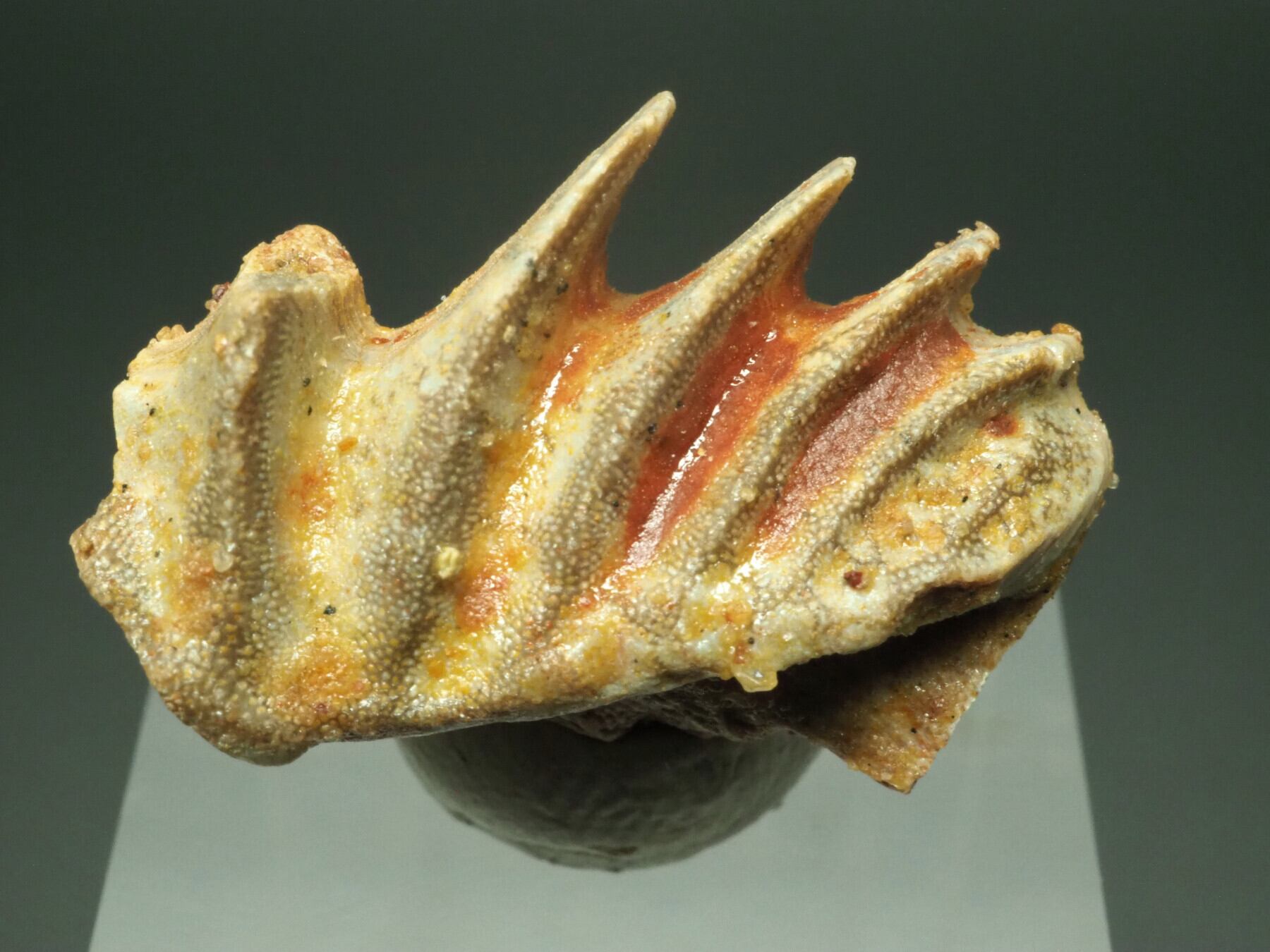 化石・隕石・鉱物の販売 JURASSIC! (ジュラシック！) 恐竜化石いっぱい！